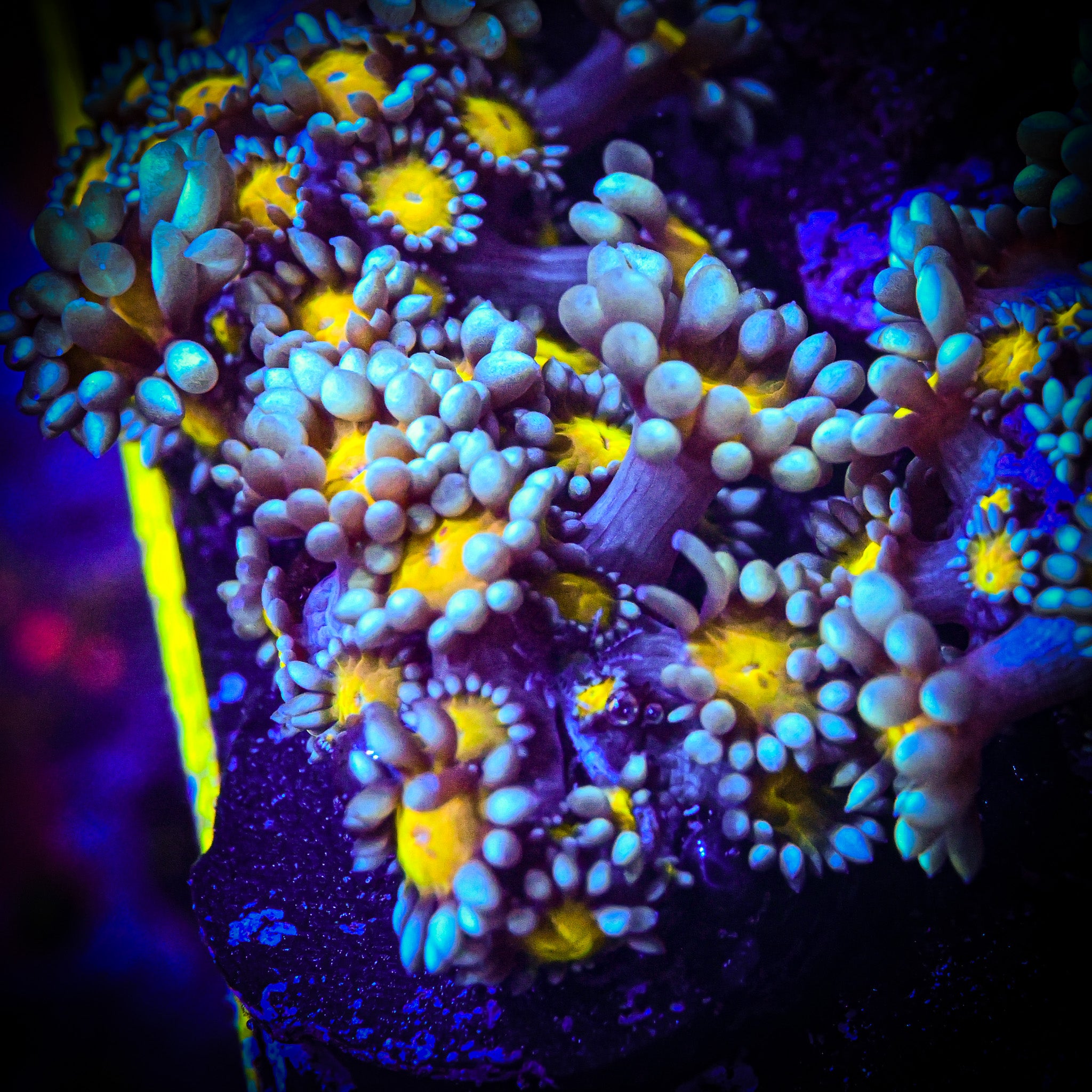 RC Golden Eye Goniopora Frag