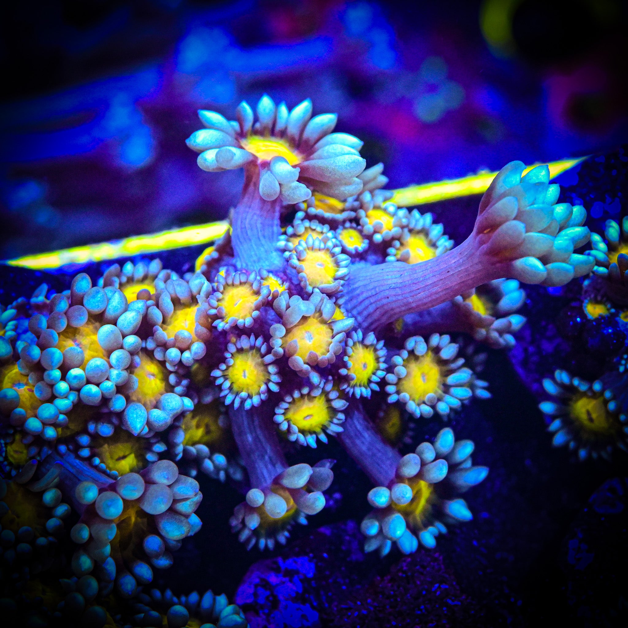 RC Golden Eye Goniopora Frag