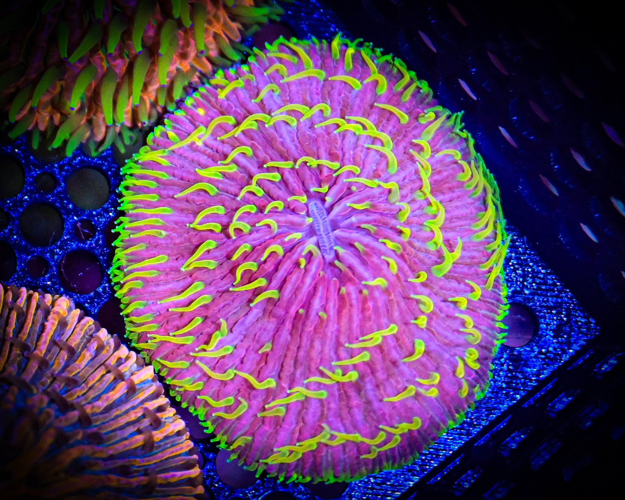 WYSIWYG XL Joker Plate Coral