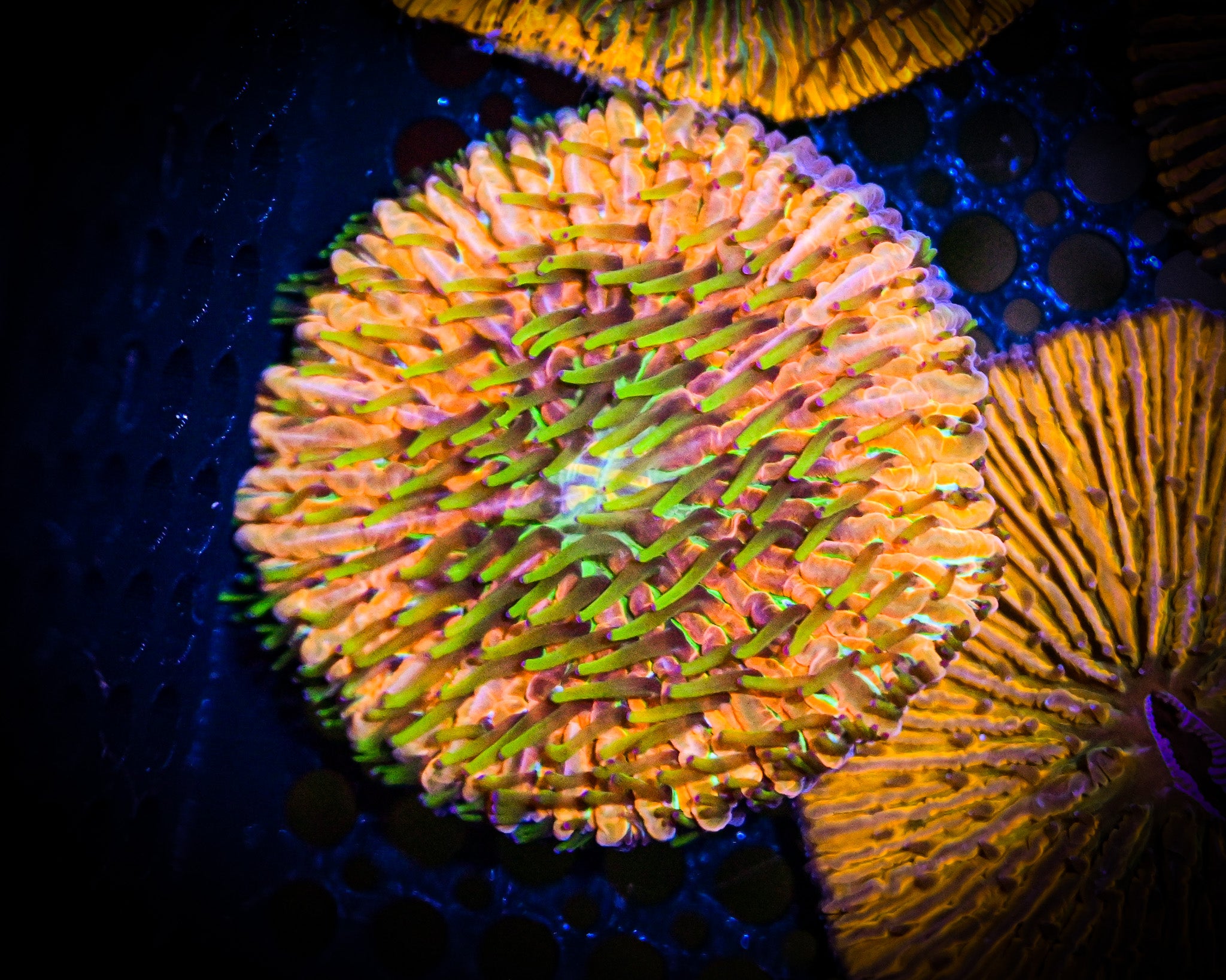 WYSIWYG California Sunset Fungia