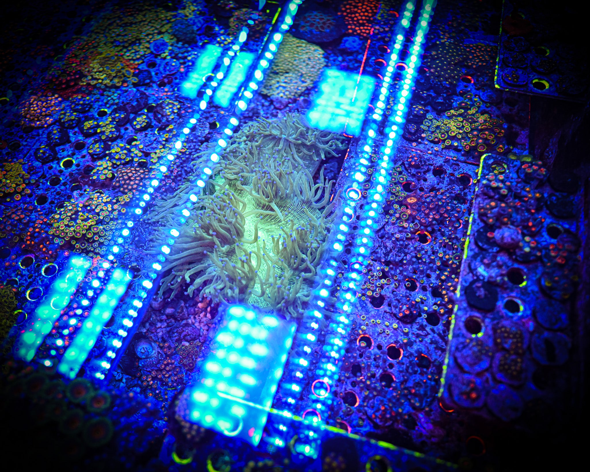 WYSIWYG XXL *SHOW*  Elegance Coral