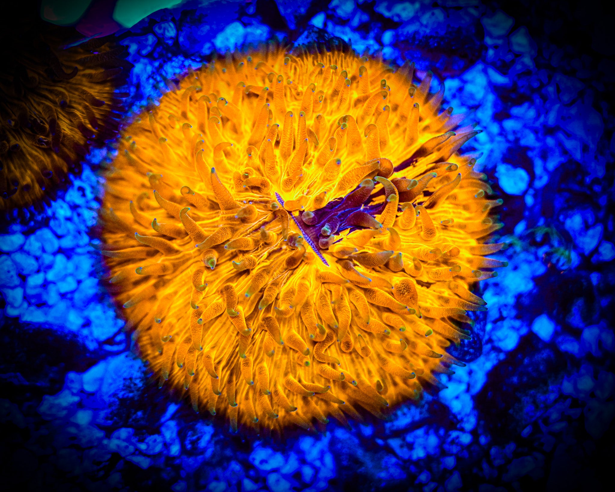 WYSIWYG *RARE* *UNIQUE* XL Grafted Fungia