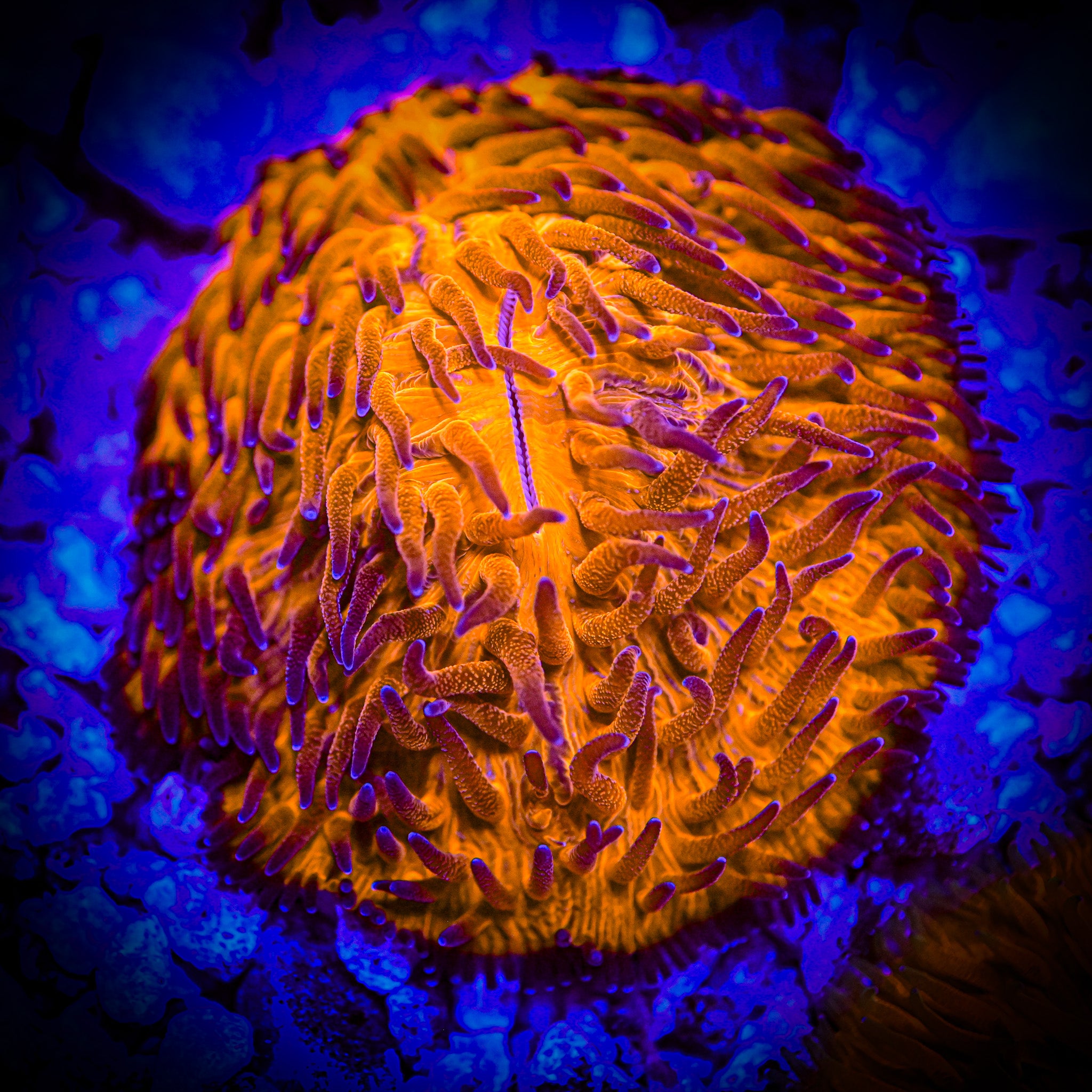 WYSIWYG Molten Core Plate XL