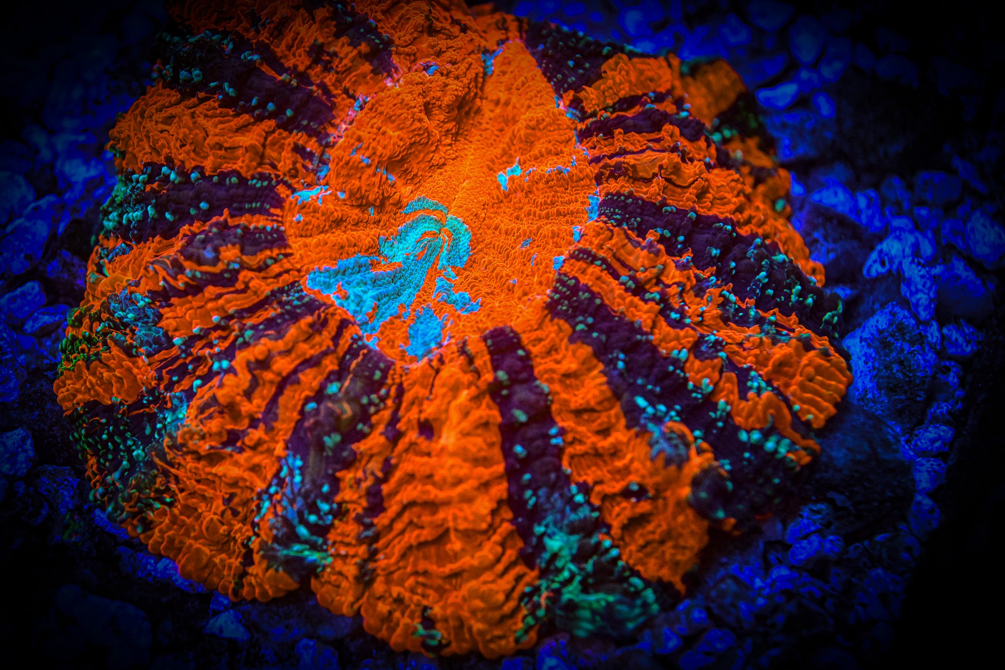 XL *RARE* *UNIQUE* Ultra Acantho