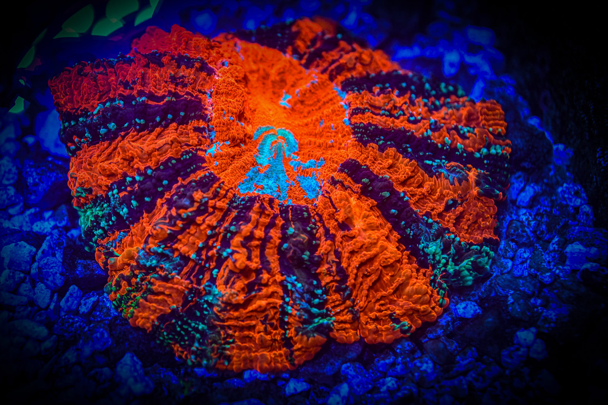 XL *RARE* *UNIQUE* Ultra Acantho