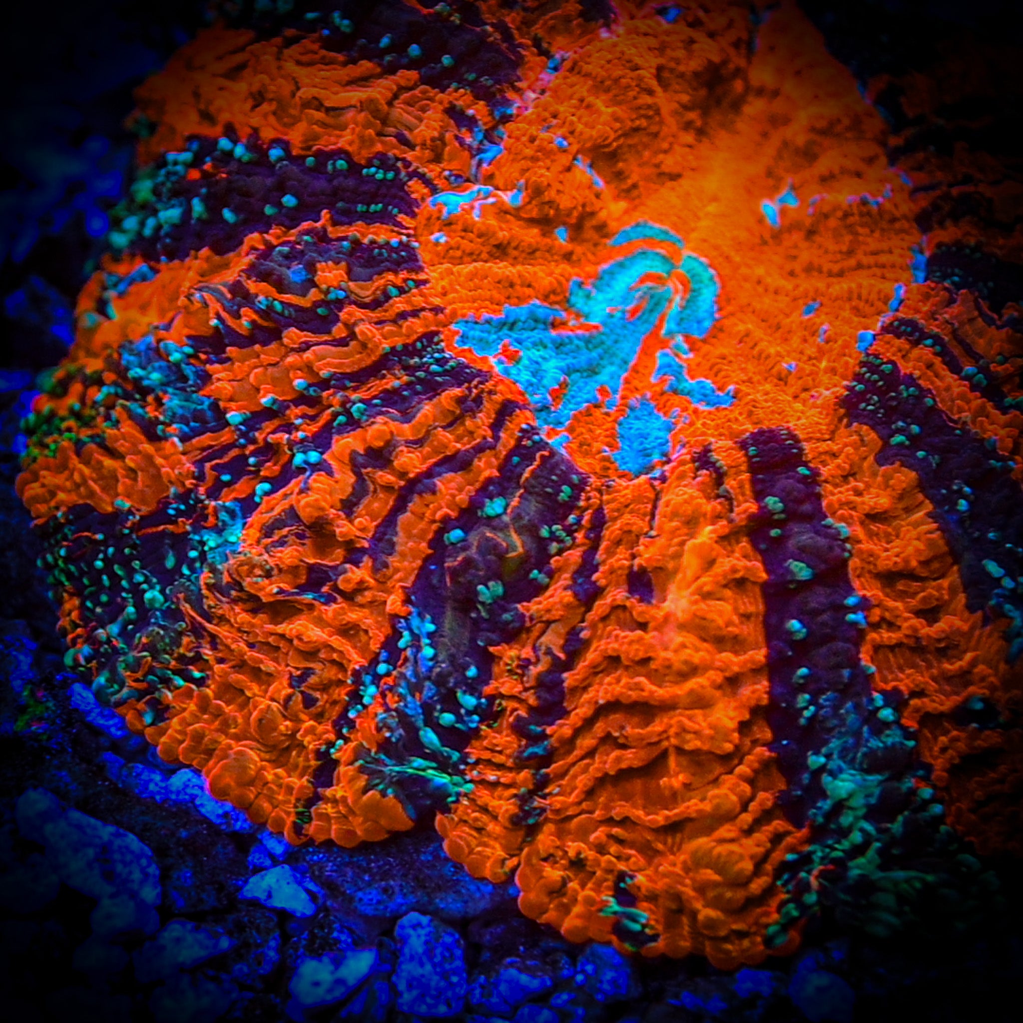 XL *RARE* *UNIQUE* Ultra Acantho