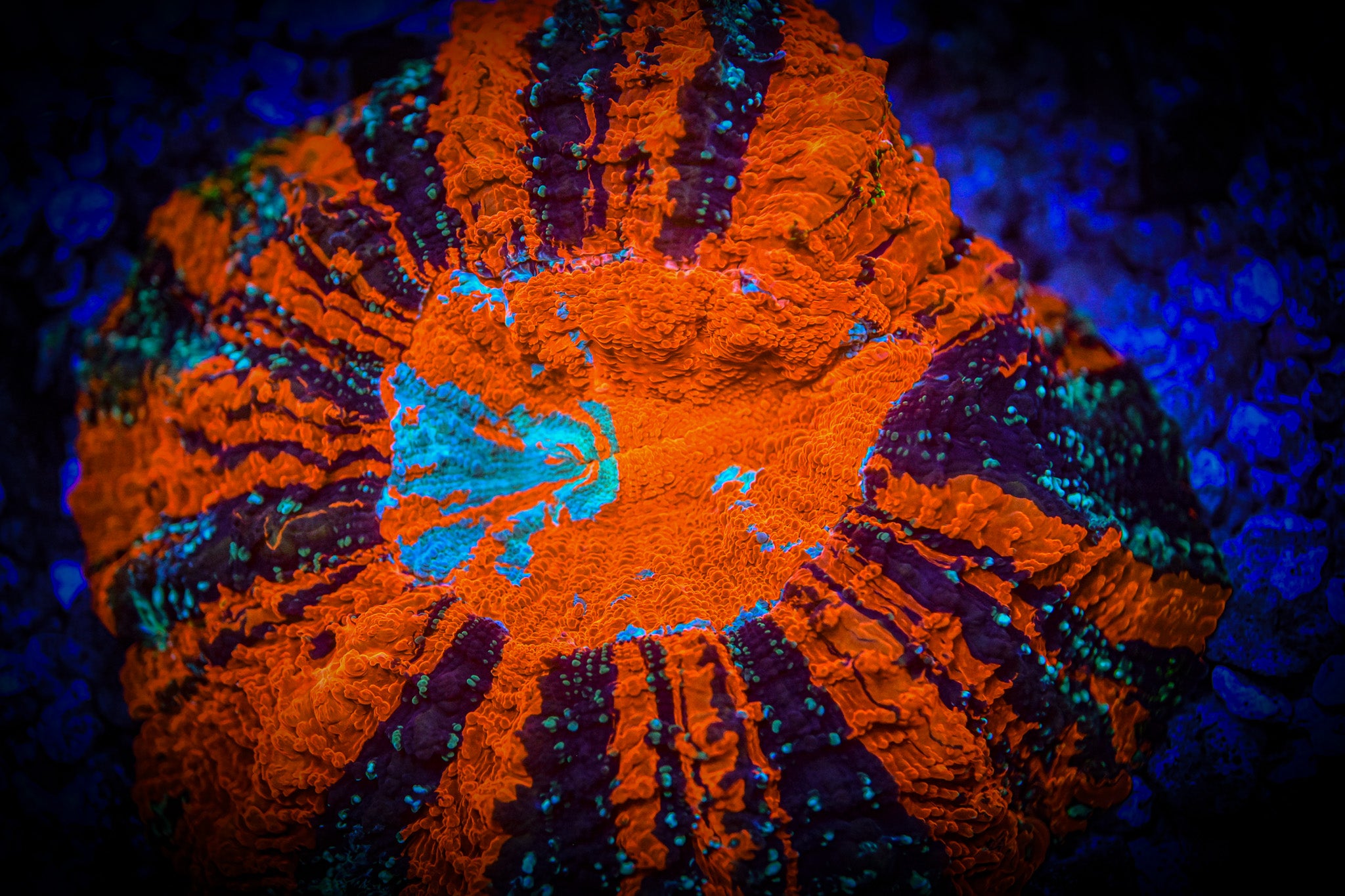 XL *RARE* *UNIQUE* Ultra Acantho