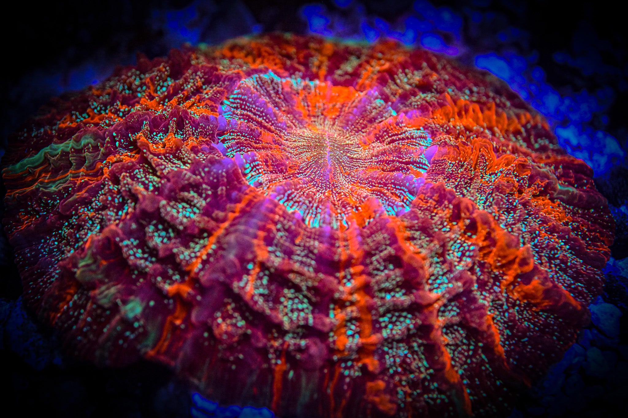 XL *RARE* *UNIQUE* Master Acantho