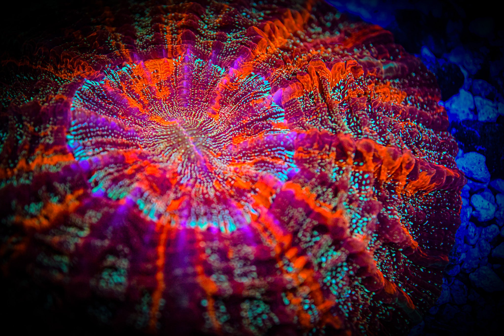 XL *RARE* *UNIQUE* Master Acantho