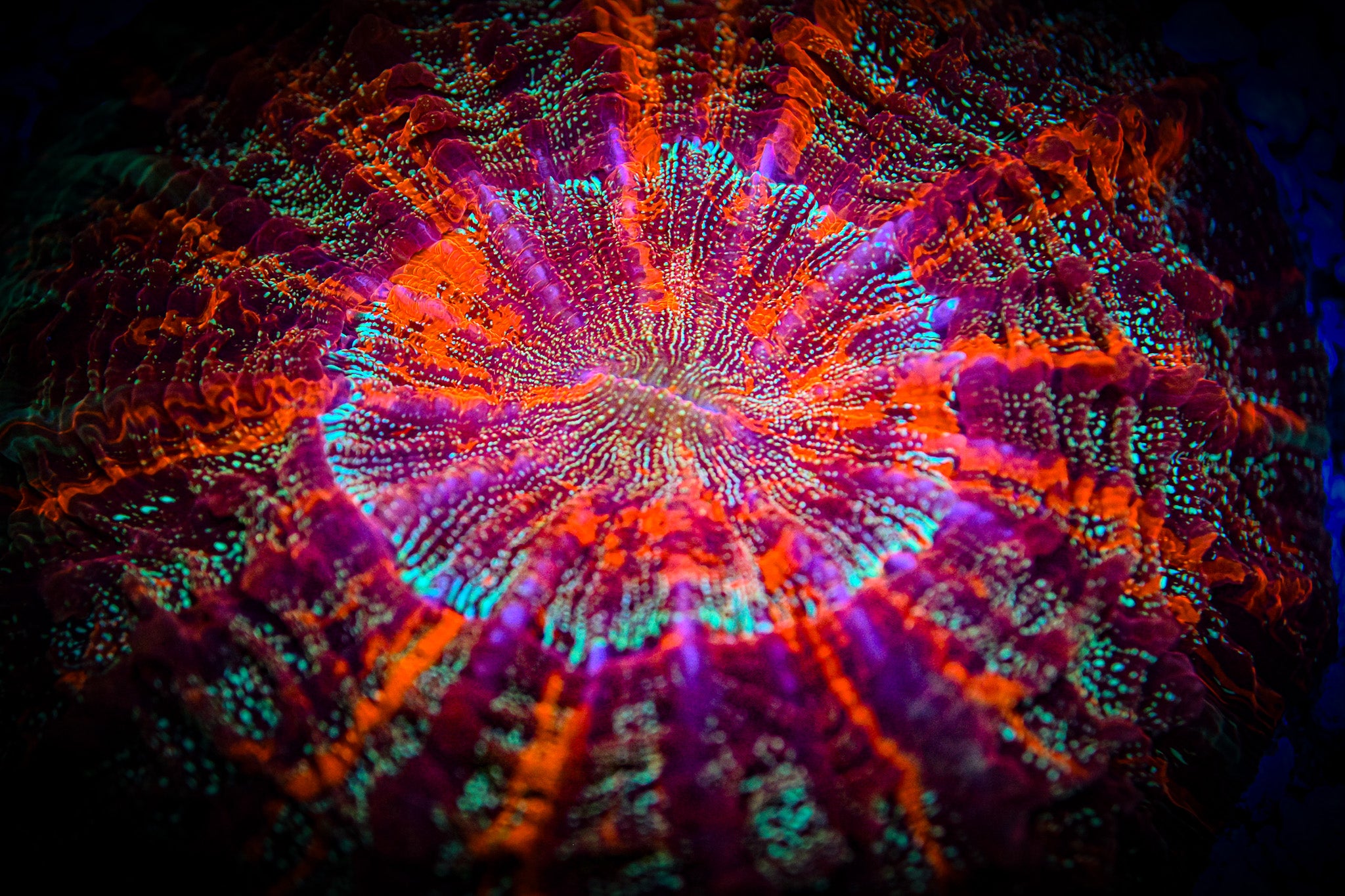 XL *RARE* *UNIQUE* Master Acantho