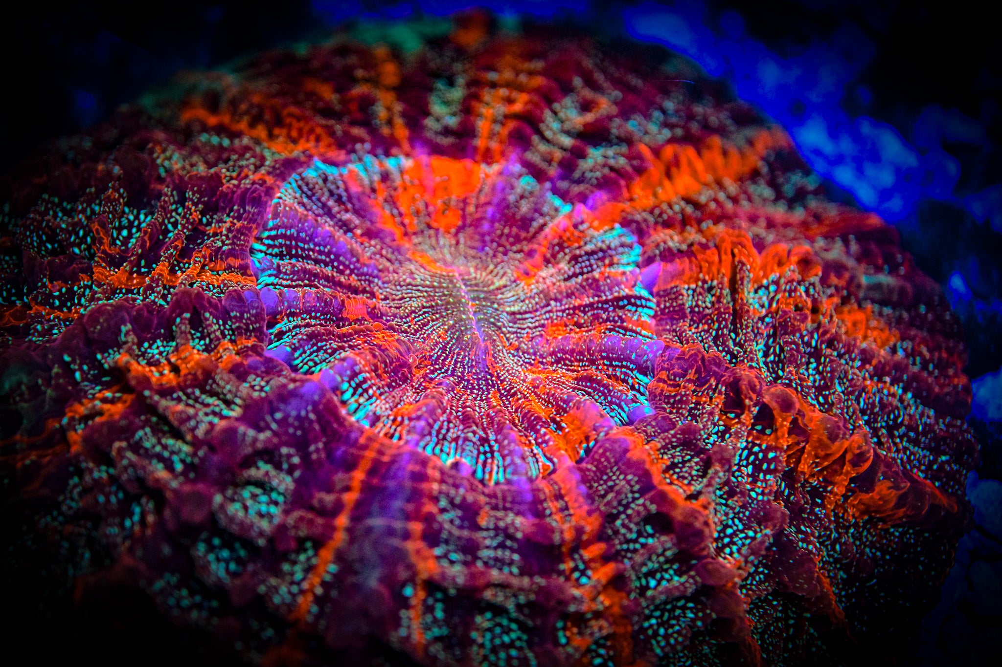 XL *RARE* *UNIQUE* Master Acantho