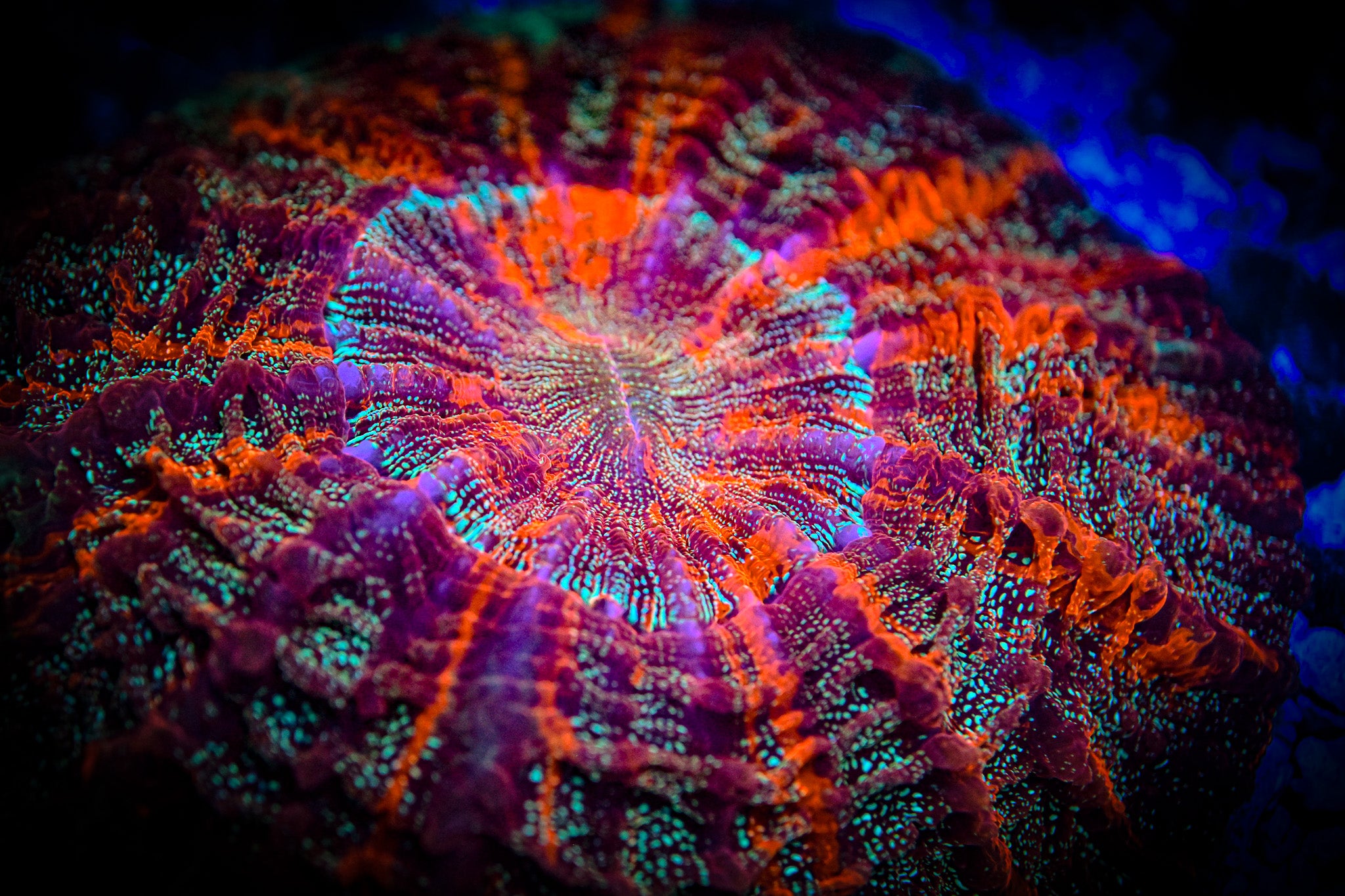 XL *RARE* *UNIQUE* Master Acantho