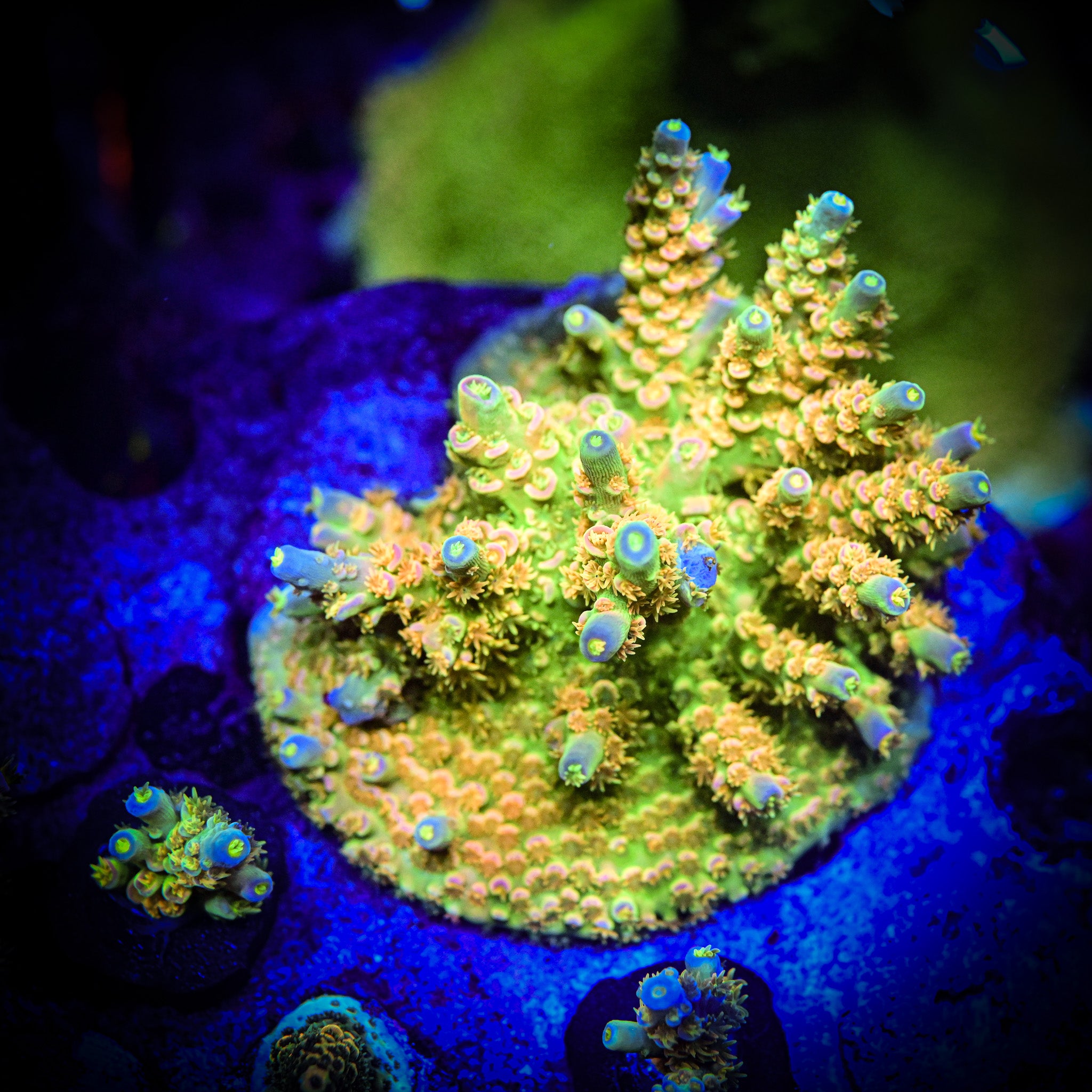 BigR Walt Disney Frag