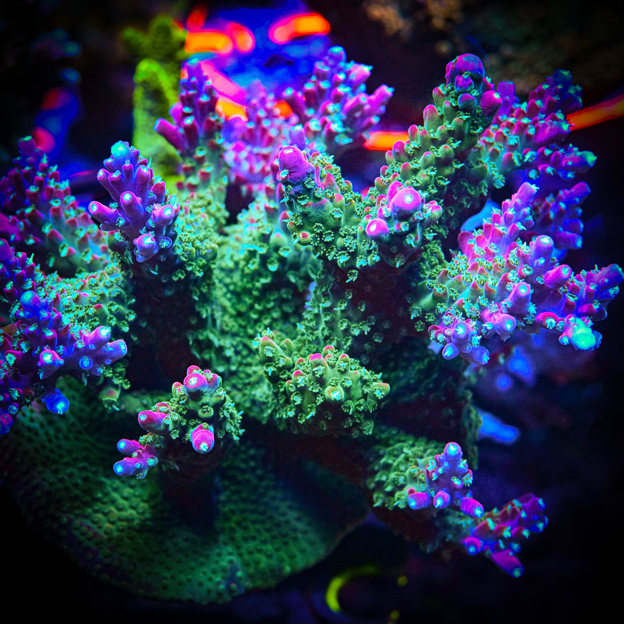 PTR Flaming Unicorn Farts Acropora