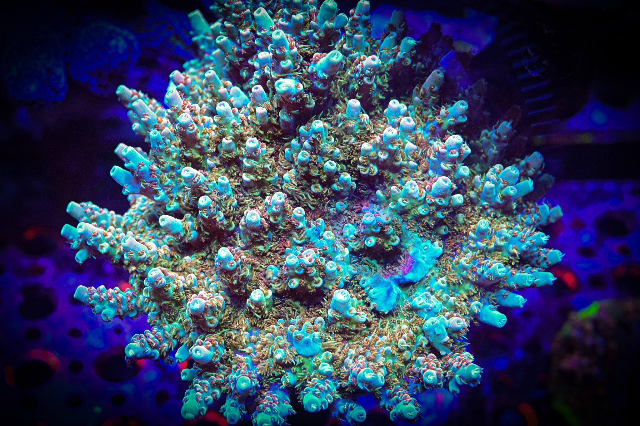 RC Wonderboy Acropora