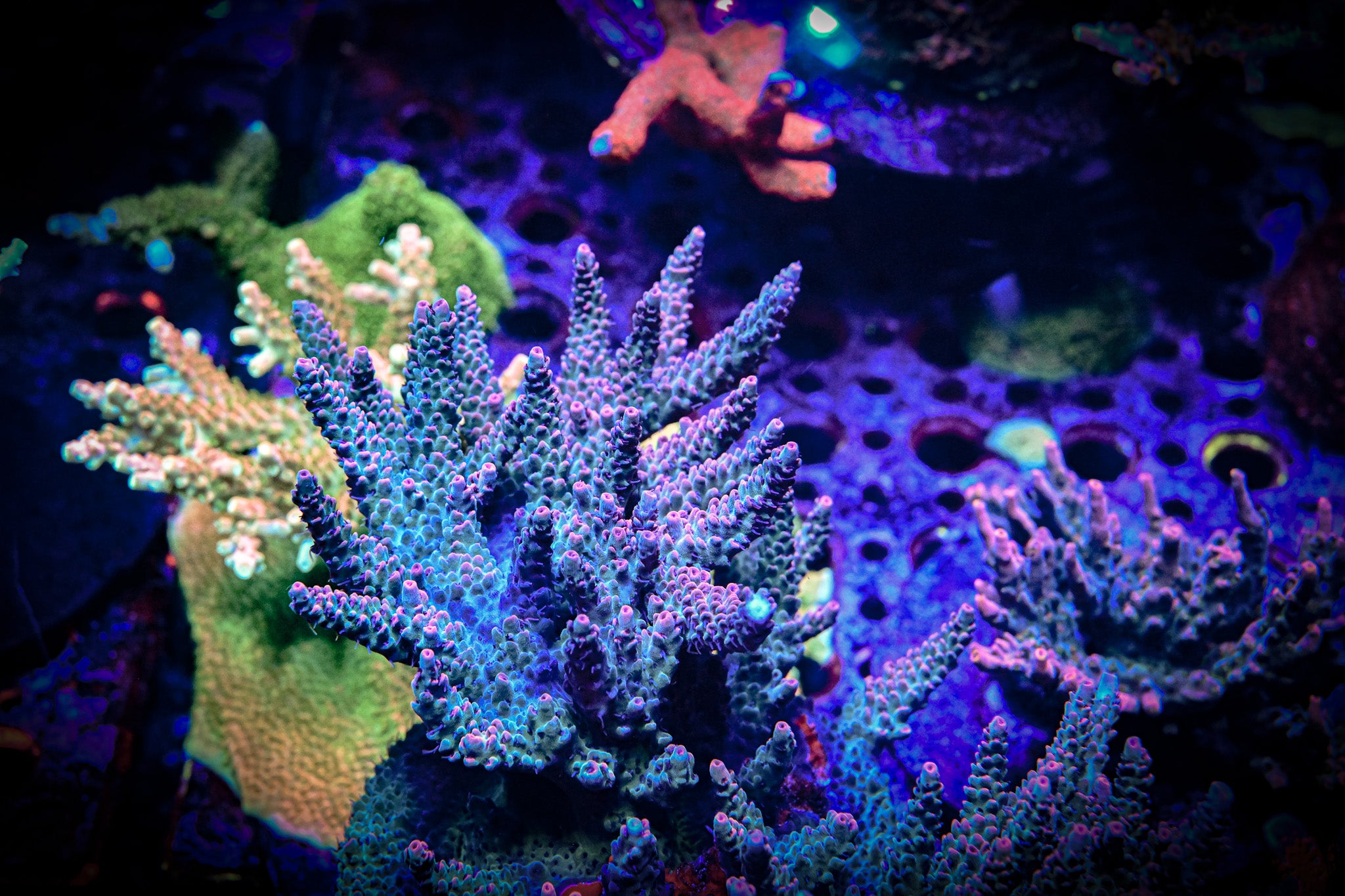 RC Cthulu Acropora Frag