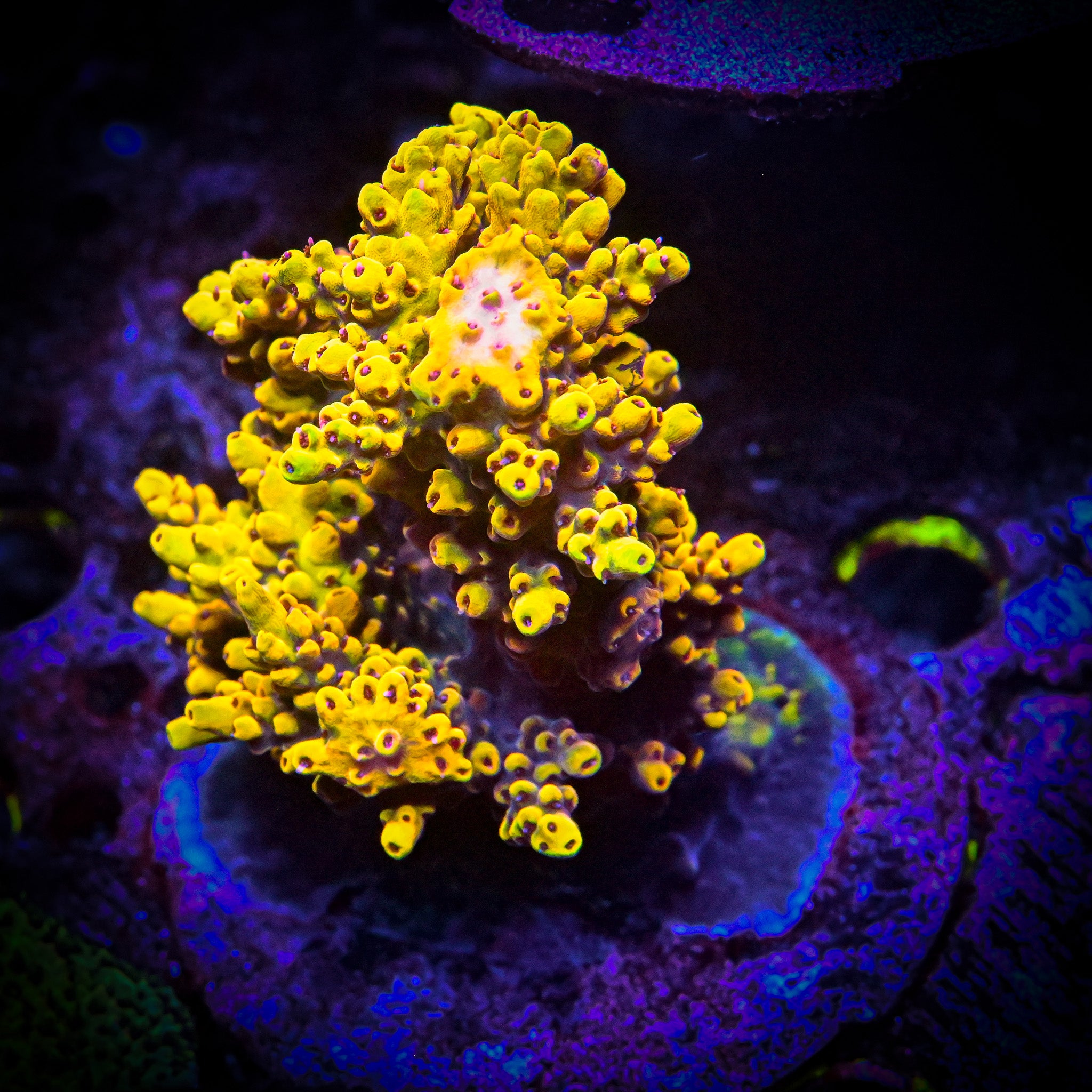 RC Bumblebee Acropora Frag