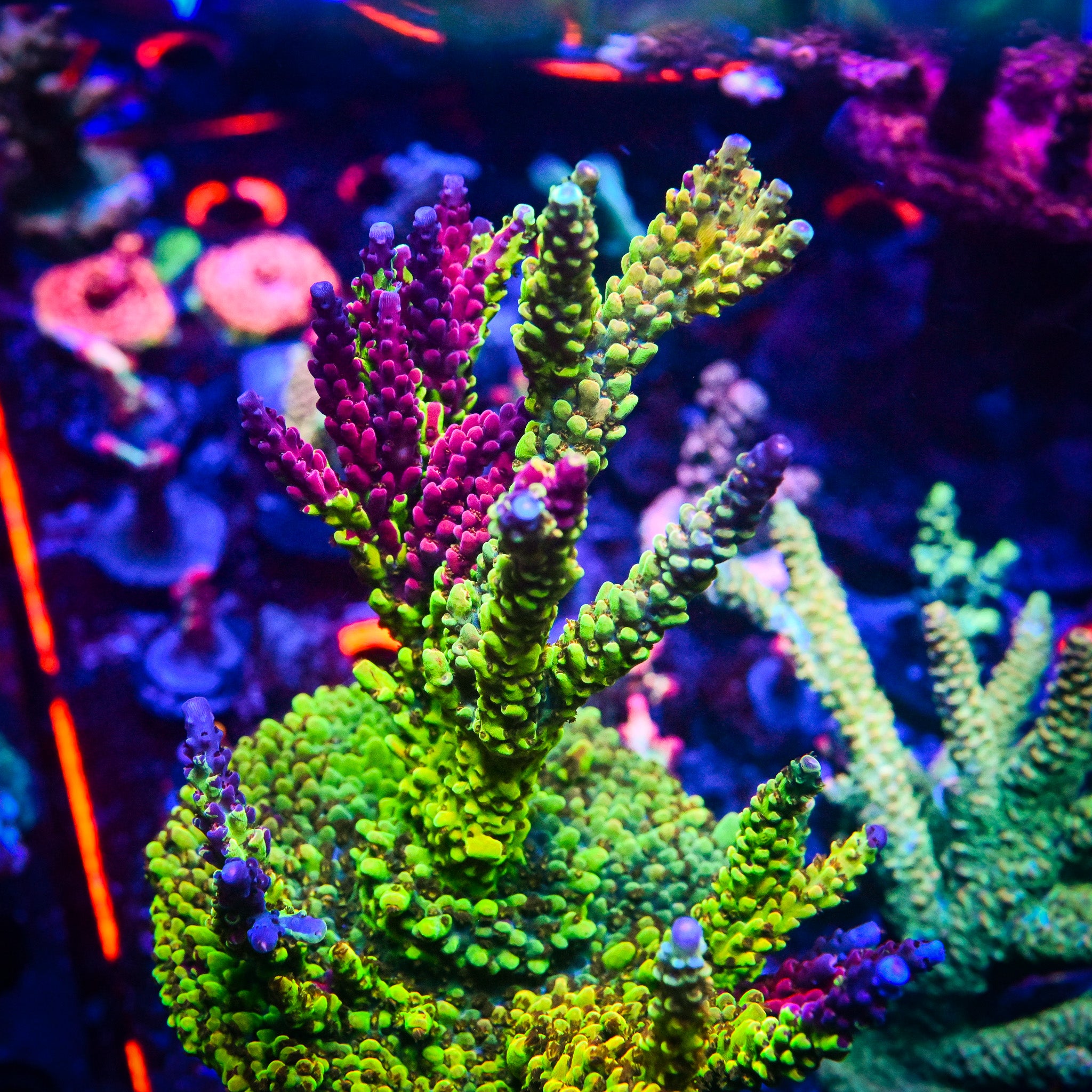 Reef Chasers | Buy Corals Online | RC Cthulu Acropora Frag