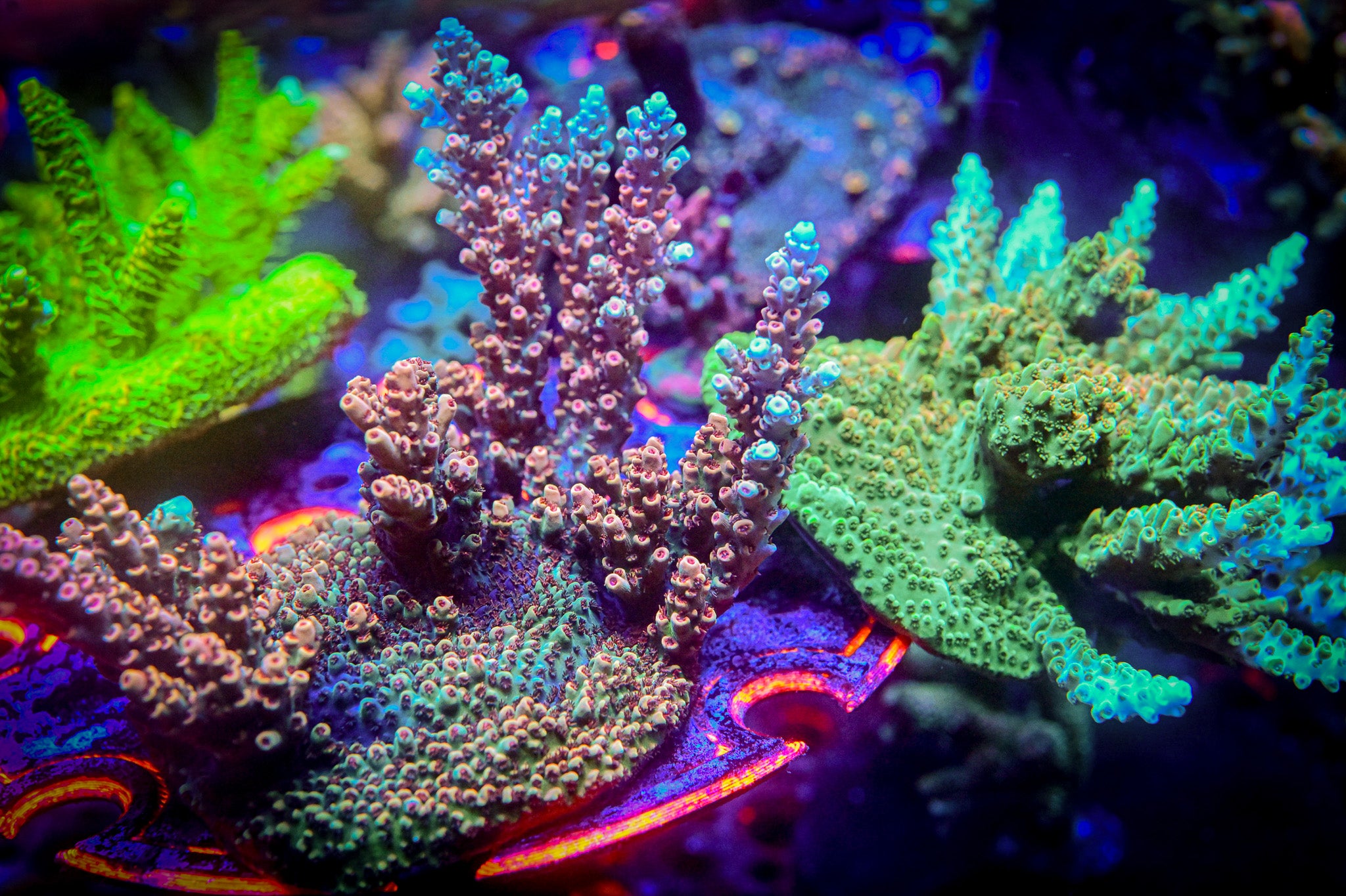 Reef Chasers | Buy Corals Online | TSA Bill Murray Acropora Frags