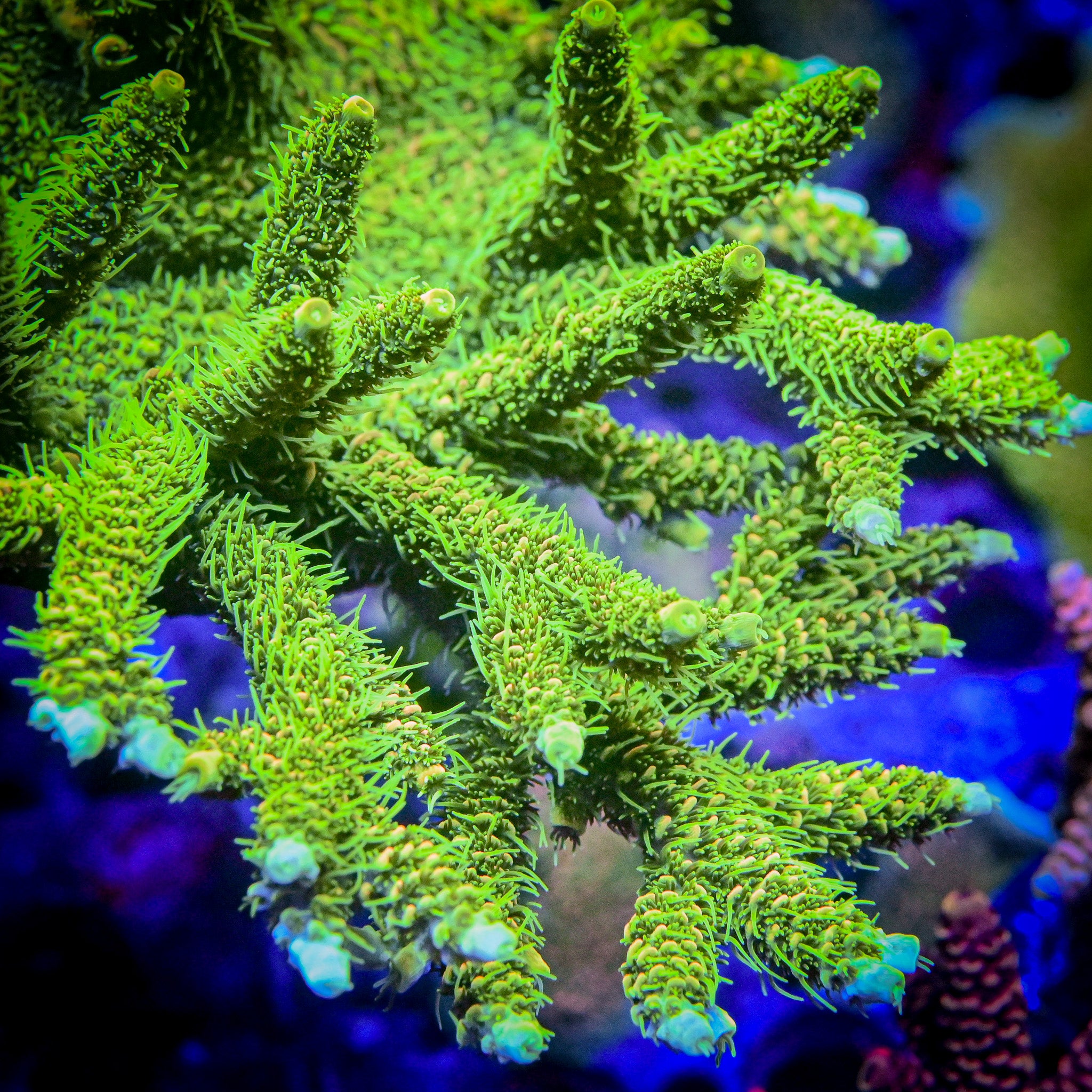 RC High Voltage Acropora