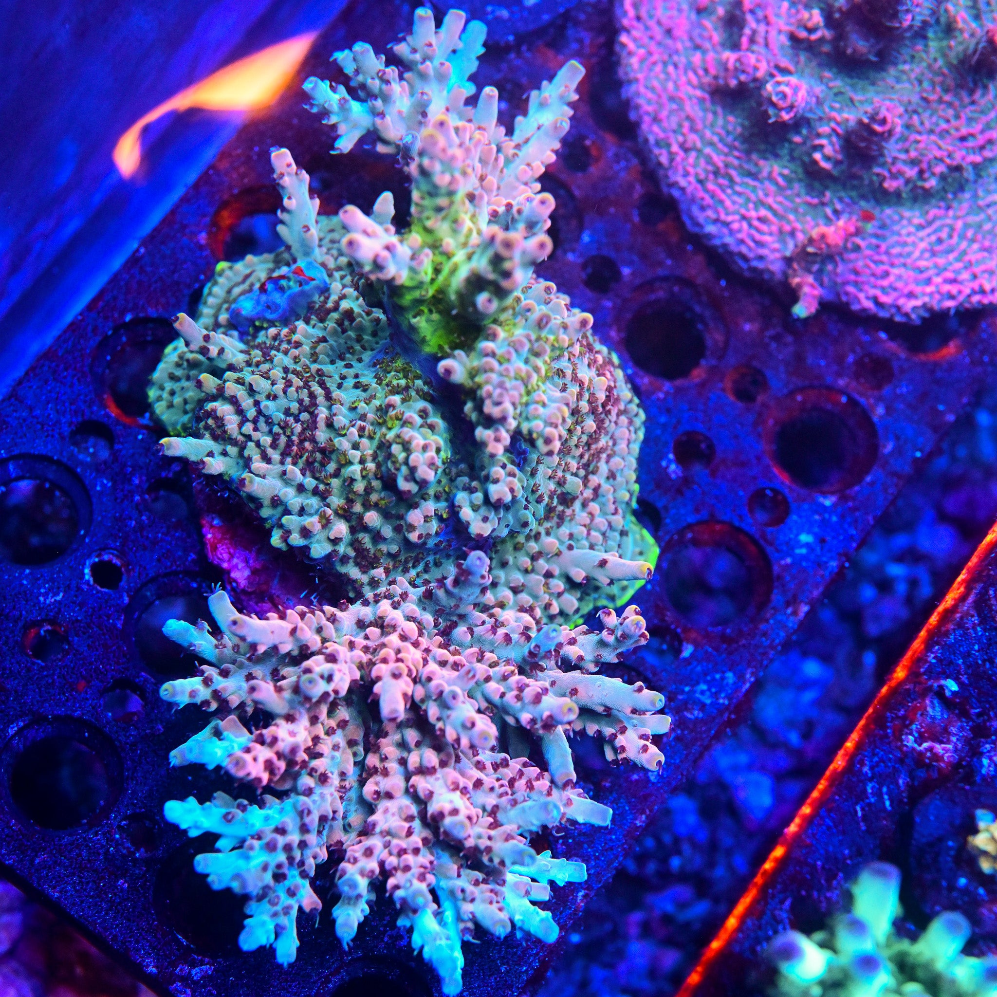 Reef Chasers | Buy Corals Online | RC The White Rhino Acropora Frag