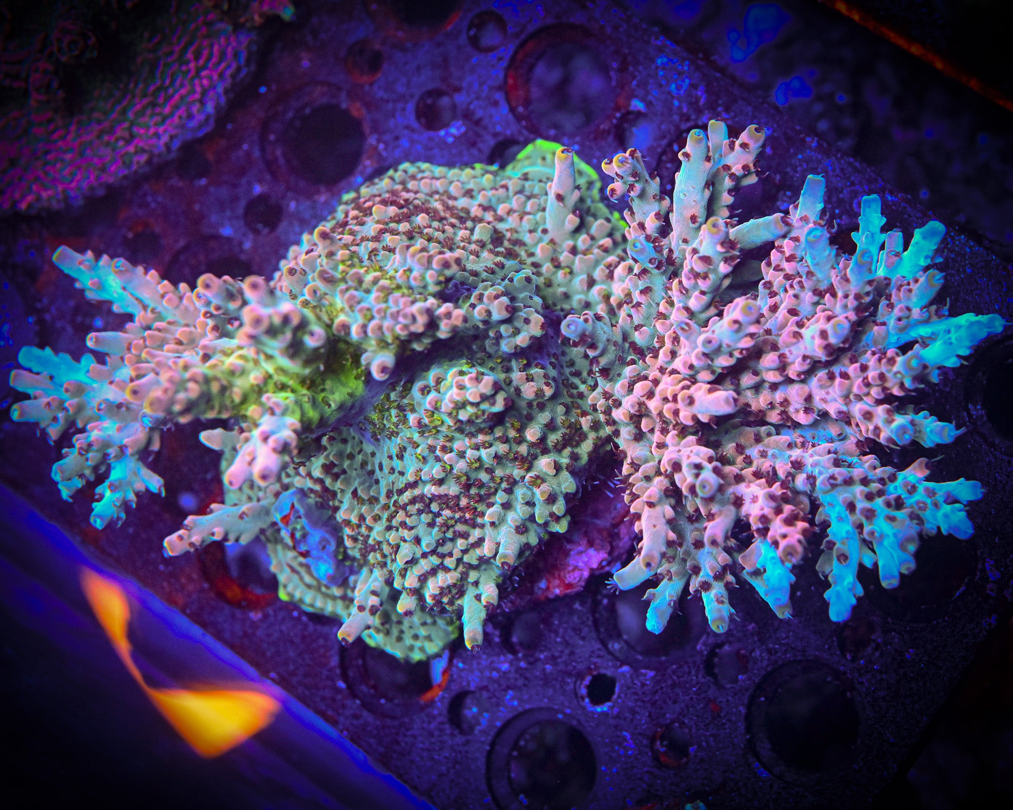 Reef Chasers | Buy Corals Online | RC The White Rhino Acropora Frag