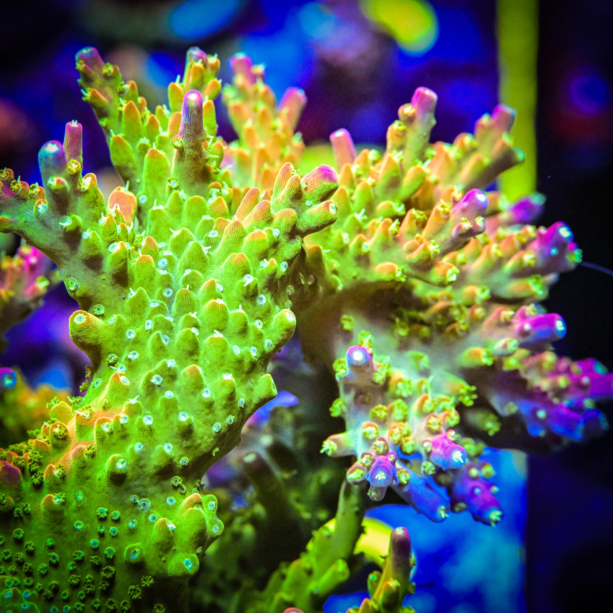 RR Asia Rainbow Loom Frag