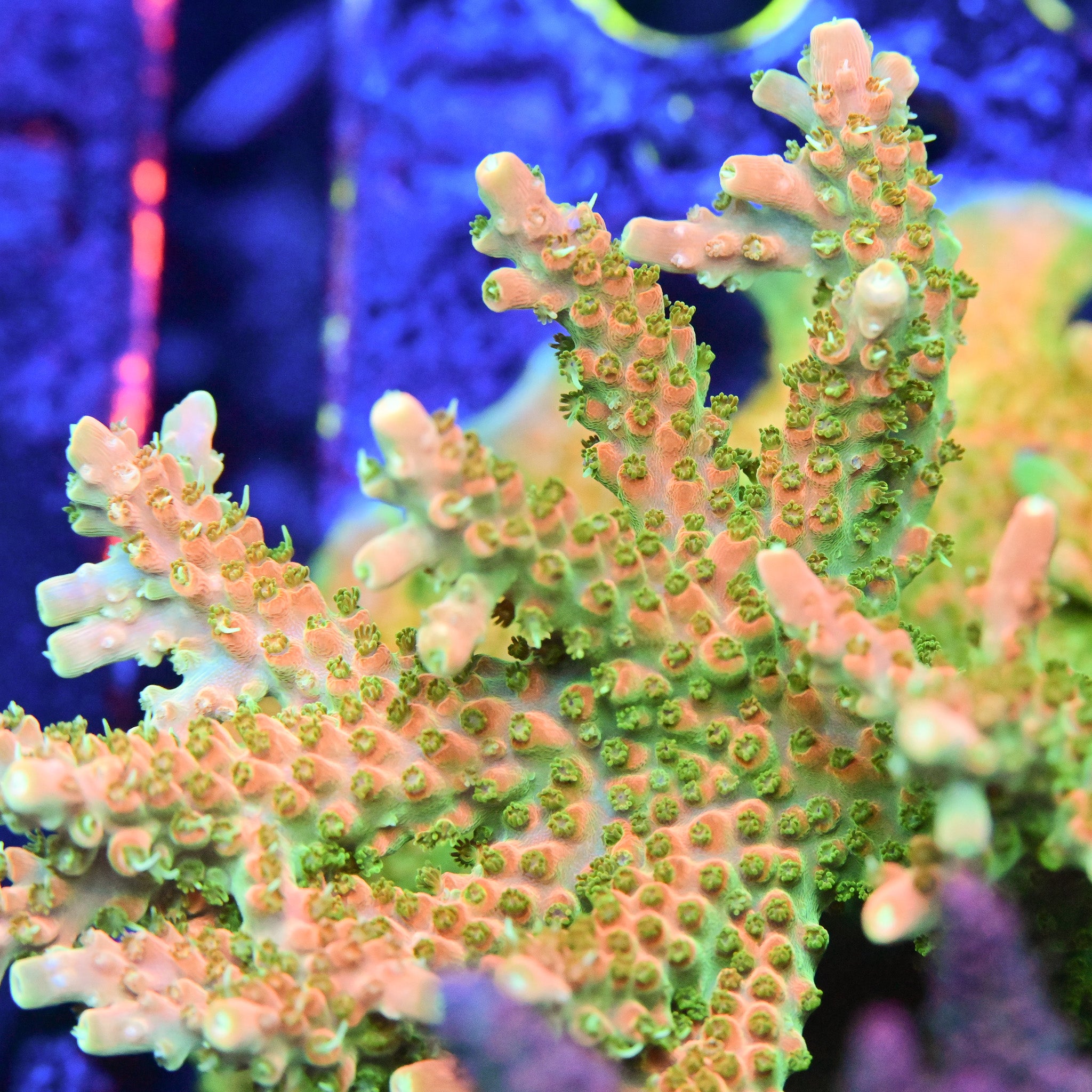 Reef Chasers | Buy Corals Online | TGC Orange Creamsicle Acropora Reef Chasers | Buy Corals Online | TGC Orange Creamsicle Acropora