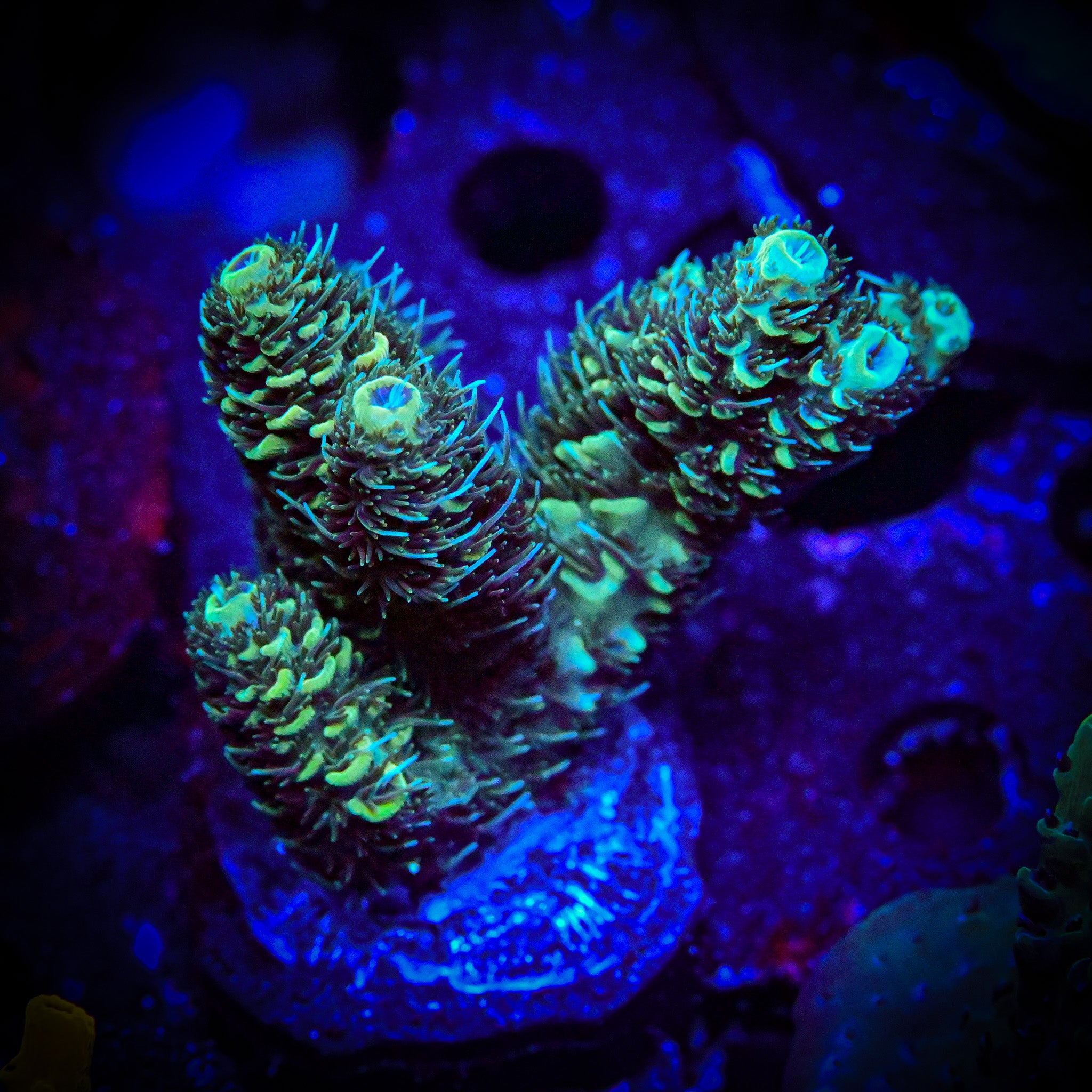 Incredible Hulk Tenuis Acropora