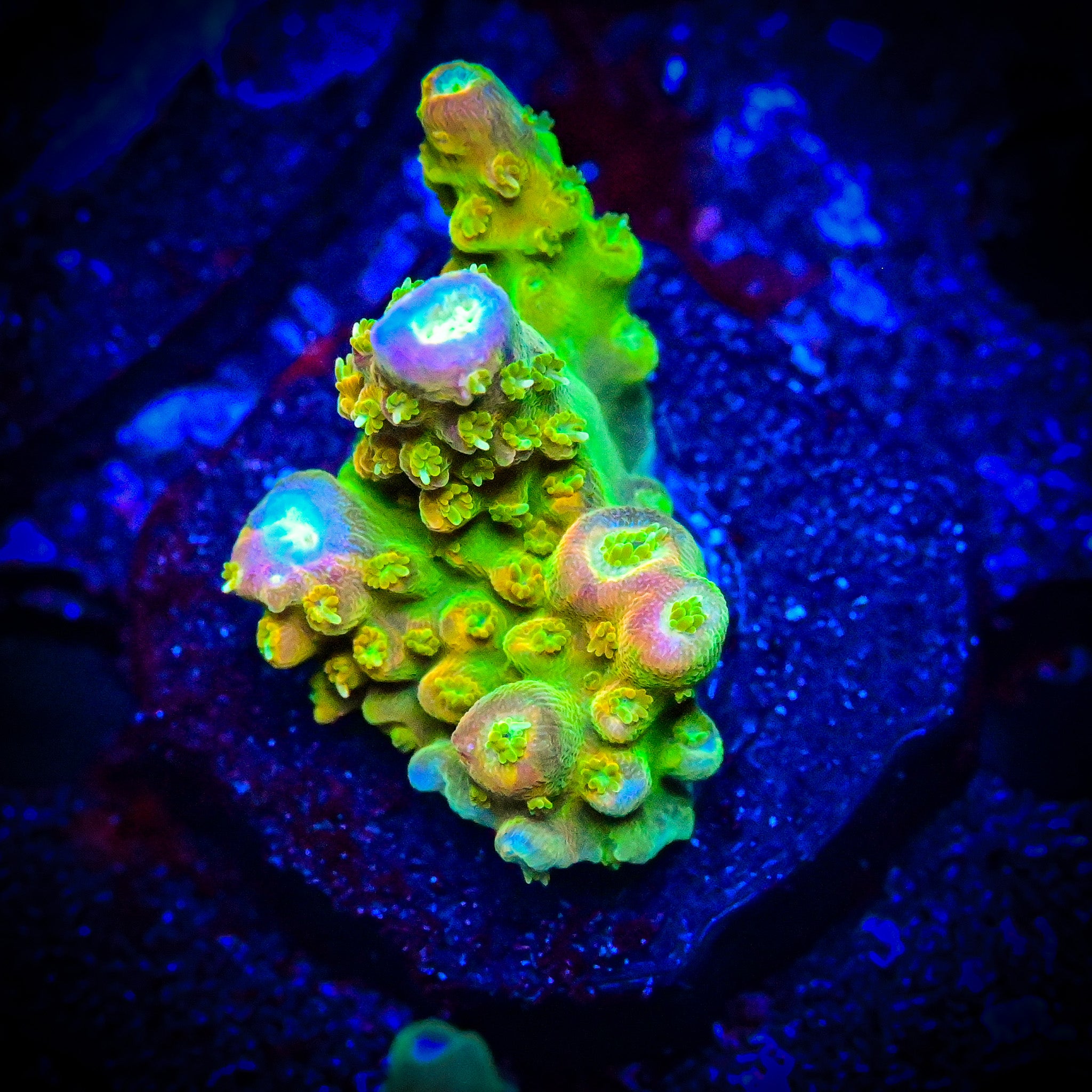 Unknown Rainbow Acropora *WYSIWYG*