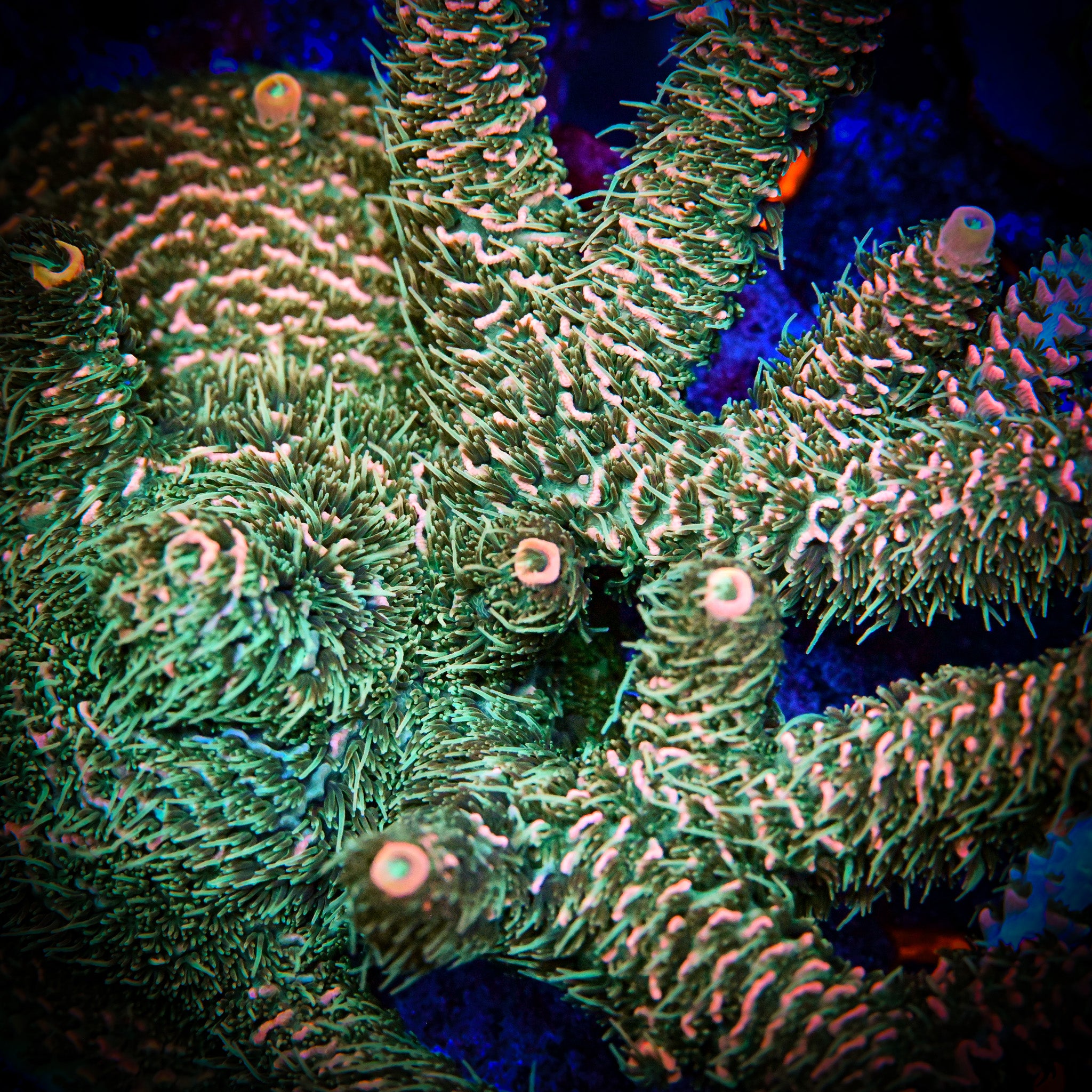 RC Jungle Juice Acropora