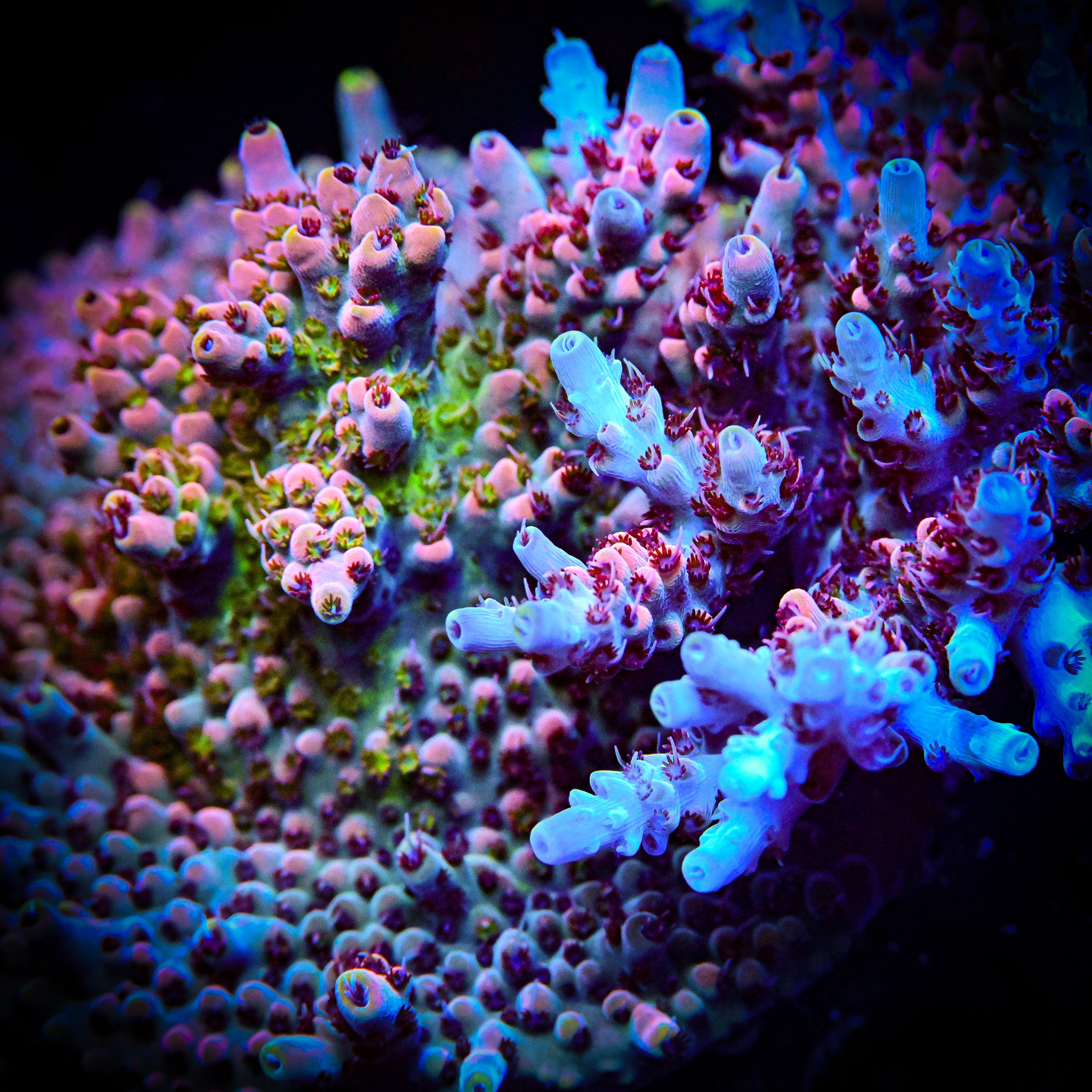 RC The White Rhino *Cut To Order*