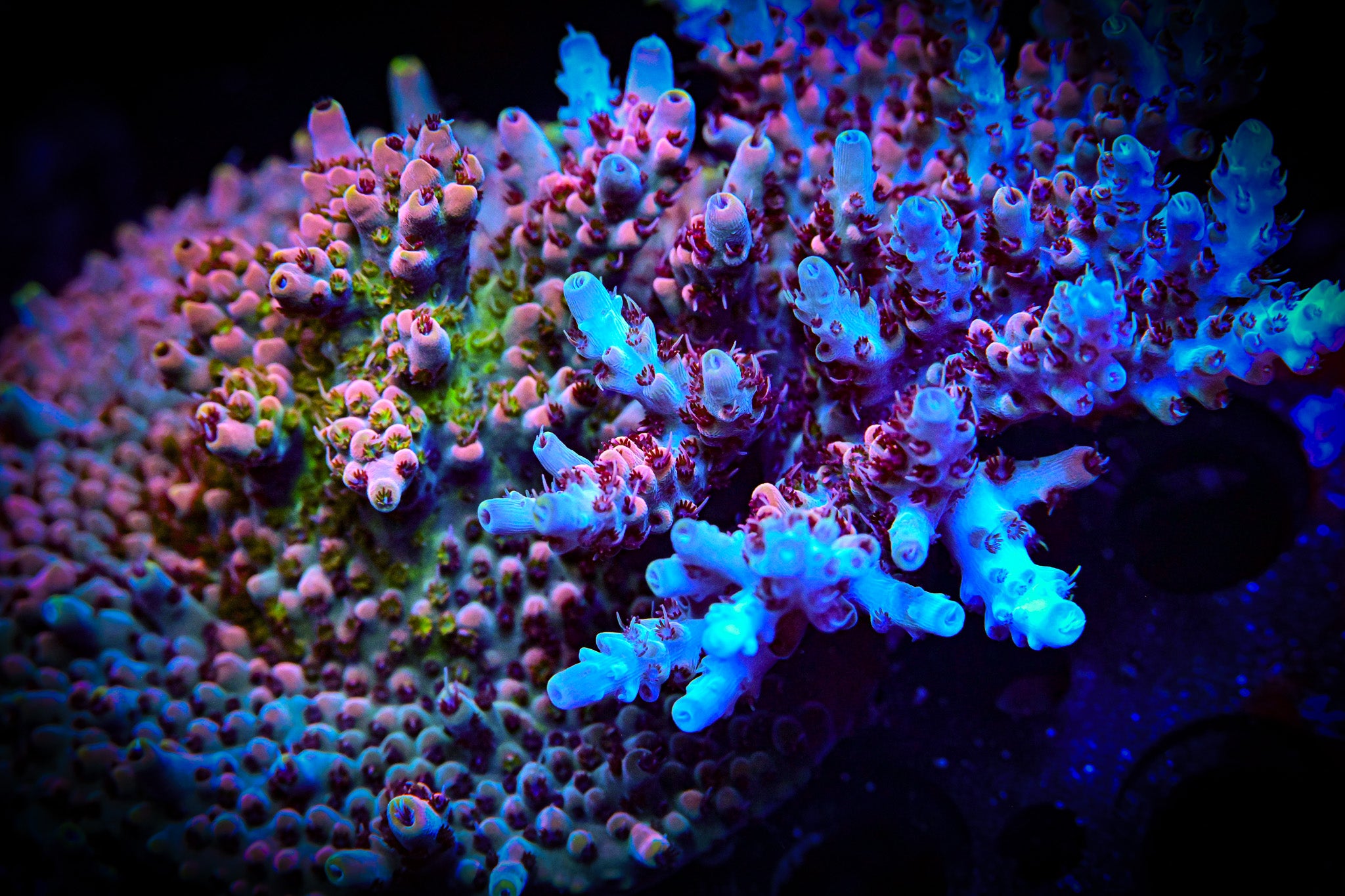 RC The White Rhino *Cut To Order*