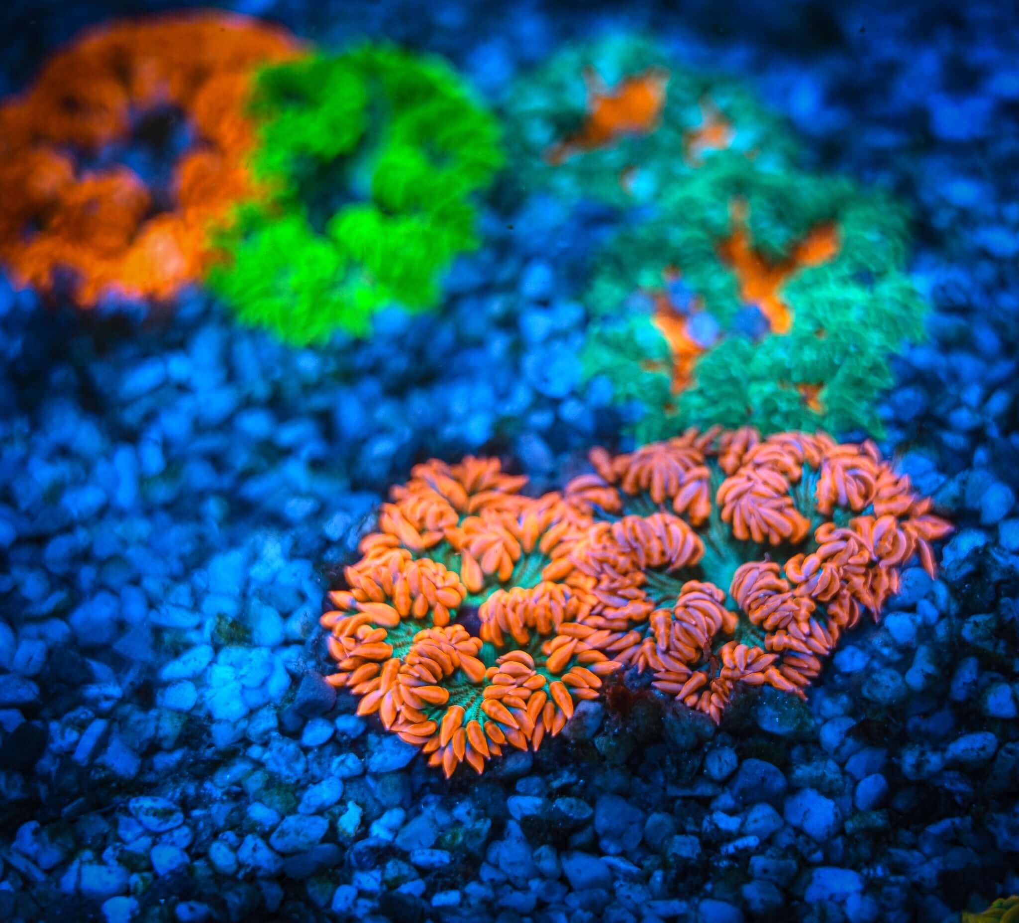 Rock Flower Anemone Four PACK