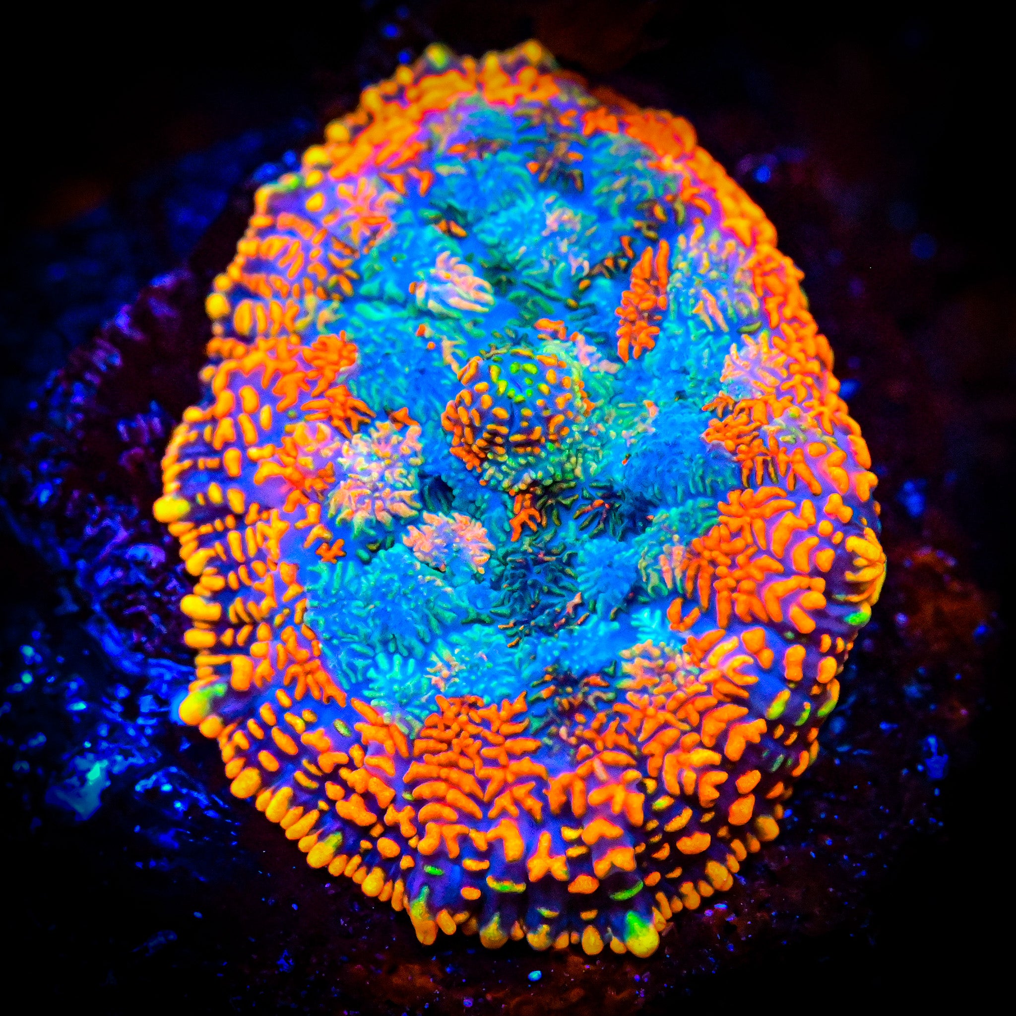 RC Super Orange Rhodactis