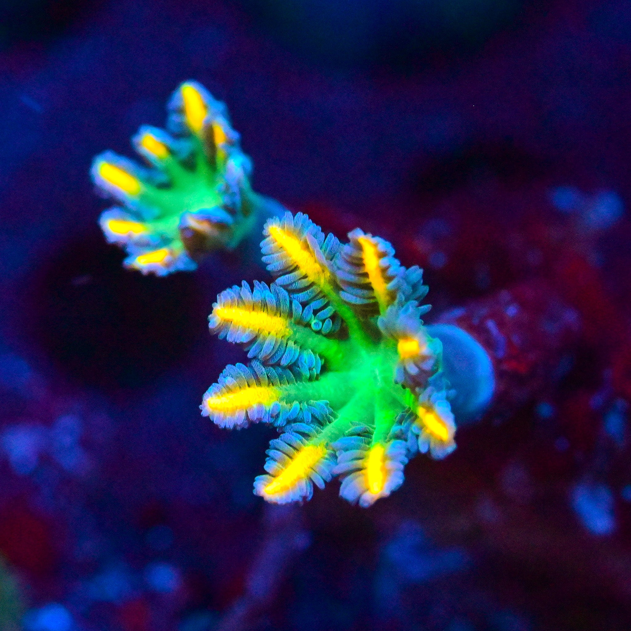 Reef Chasers | Buy Corals Online | RC Yellow Streak Clove Polyp