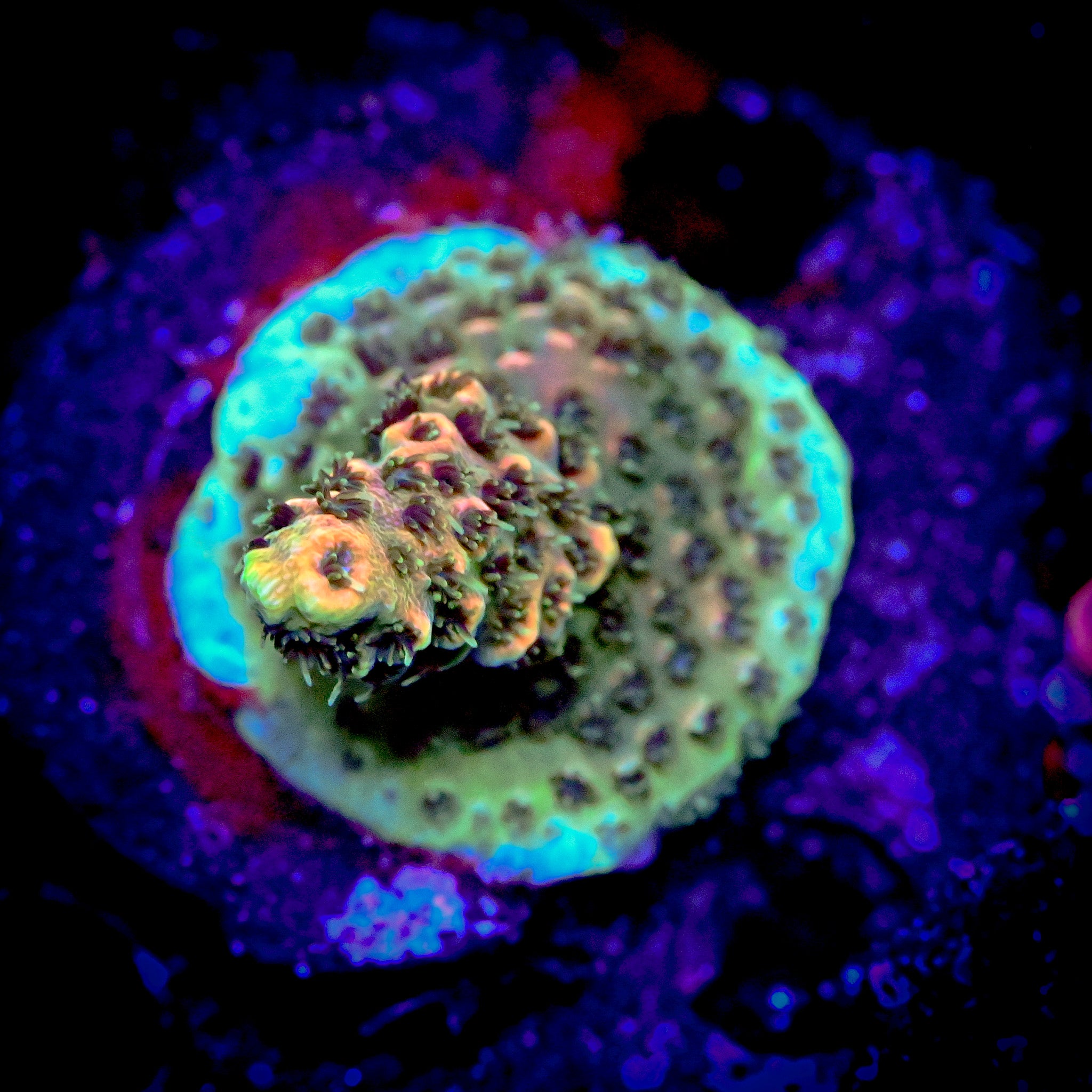 RC Jungle Juice Acropora