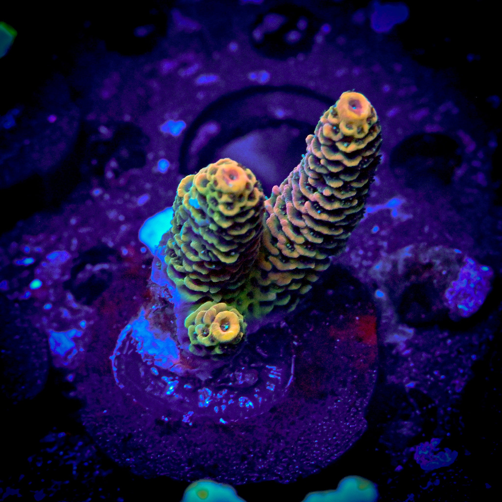 RC Uma Chroma Malaysian Selago