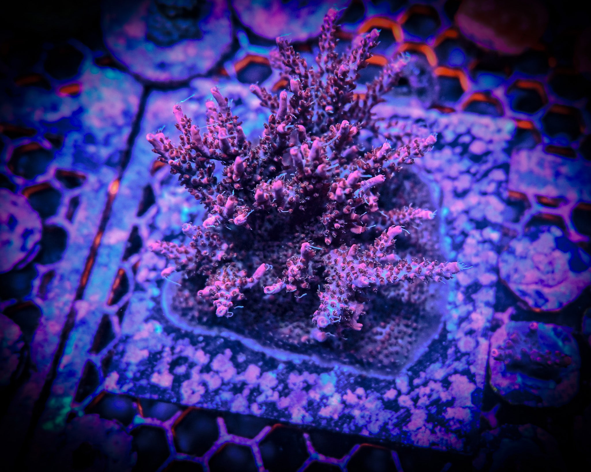 RC Pink Pistola Acropora Frag *CUT-TO-ORDER*