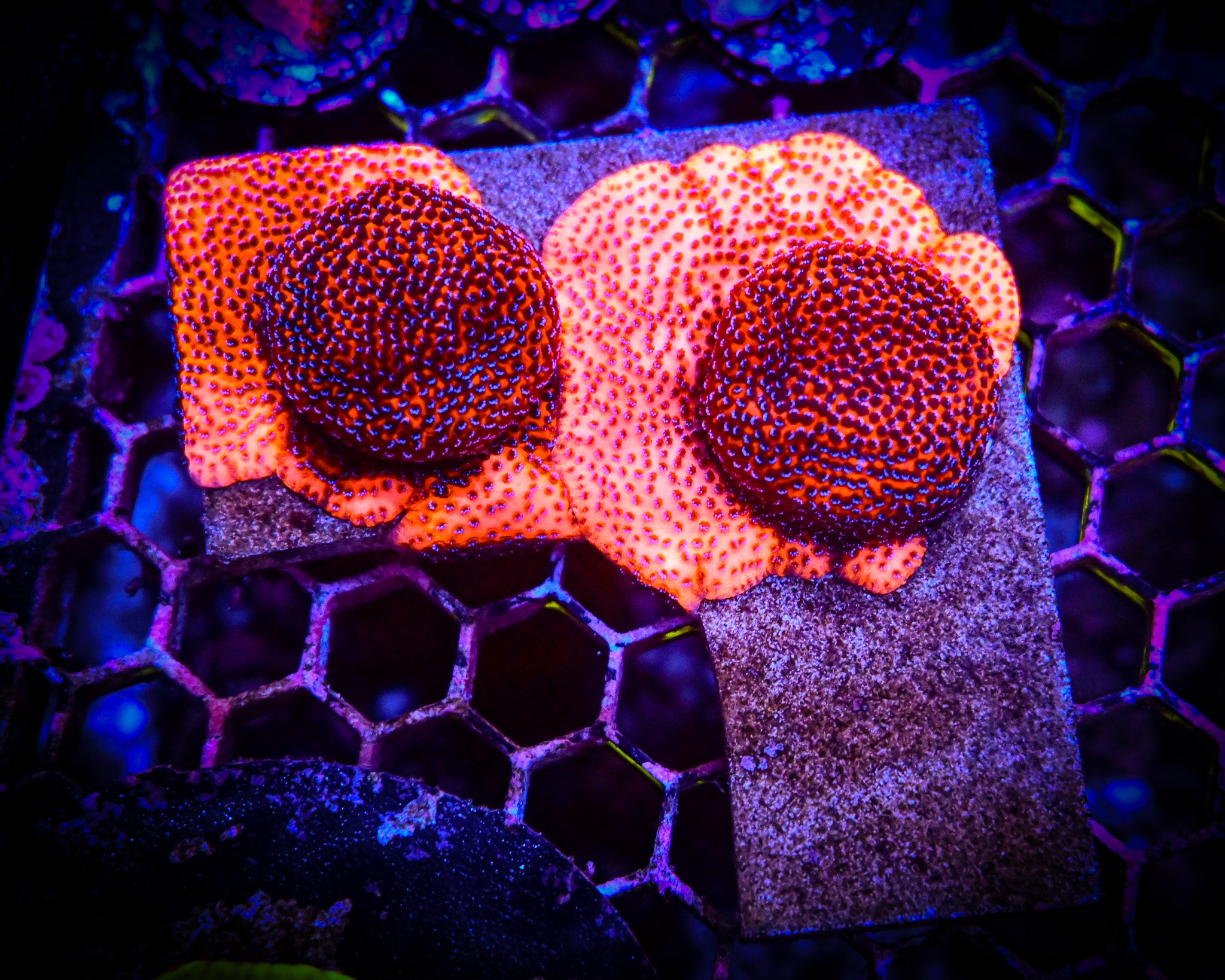 UC Mystic Sunset Montipora Frag