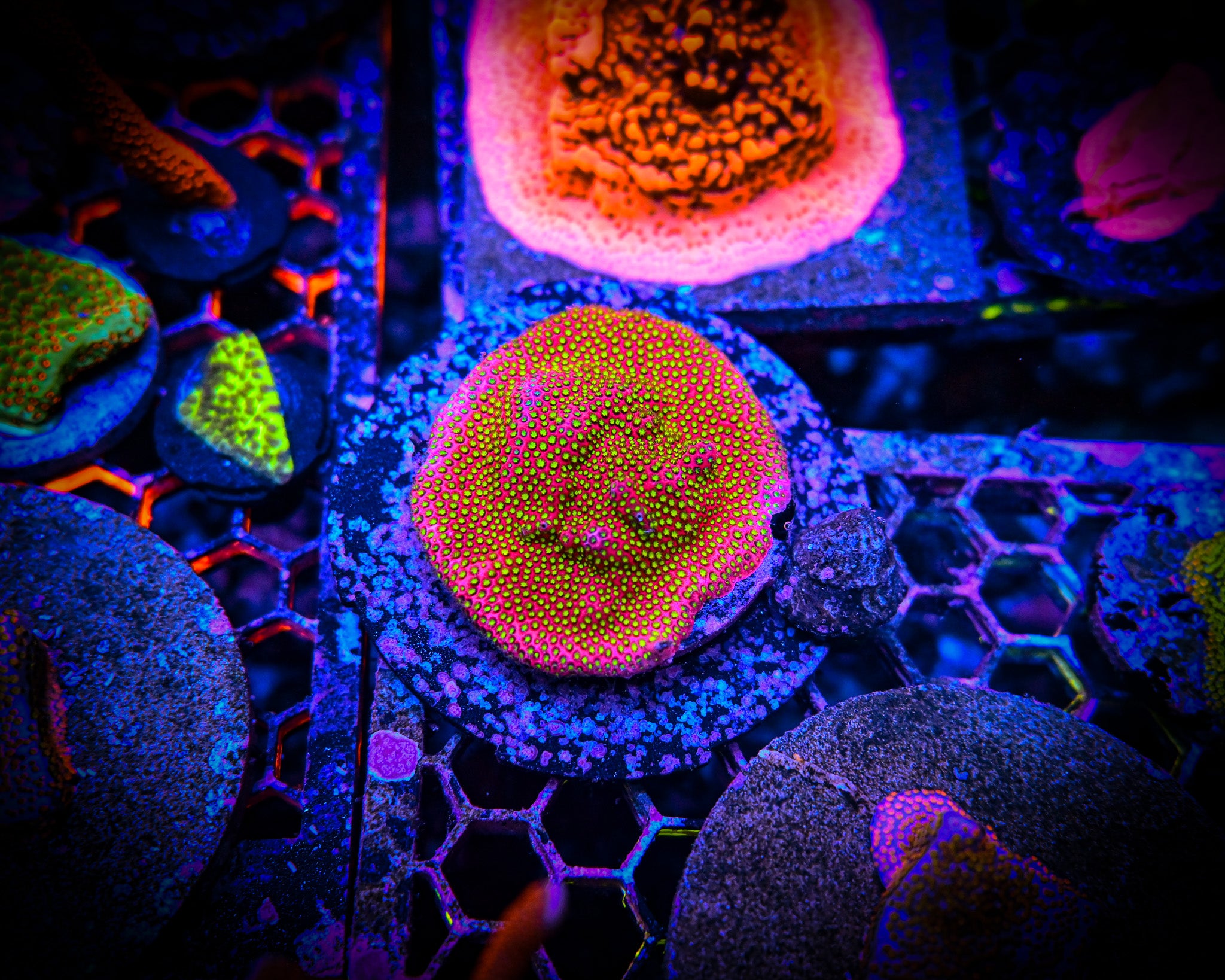 WWC Electric Daisy Stylo Frag