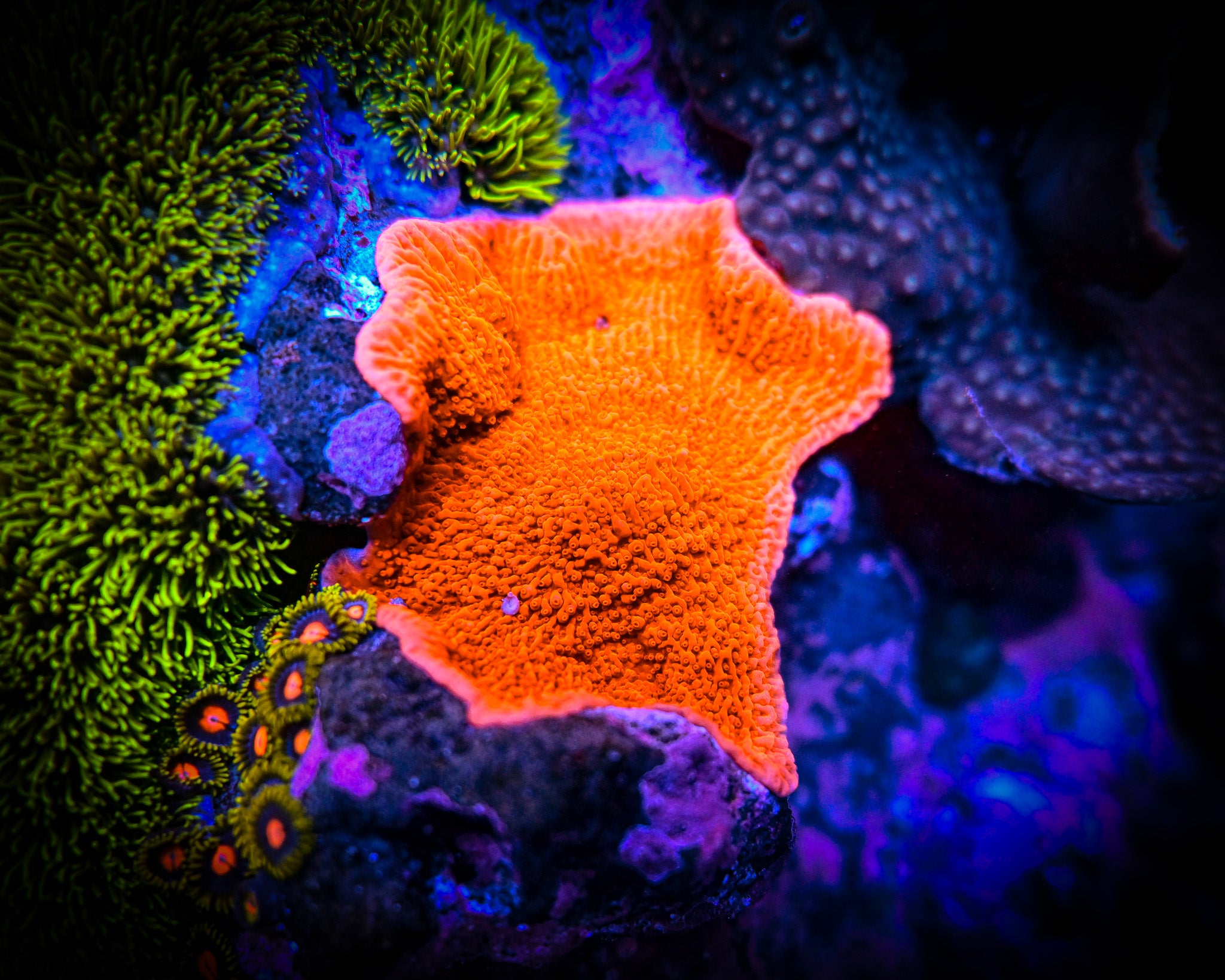 RC Red Cap Montipora