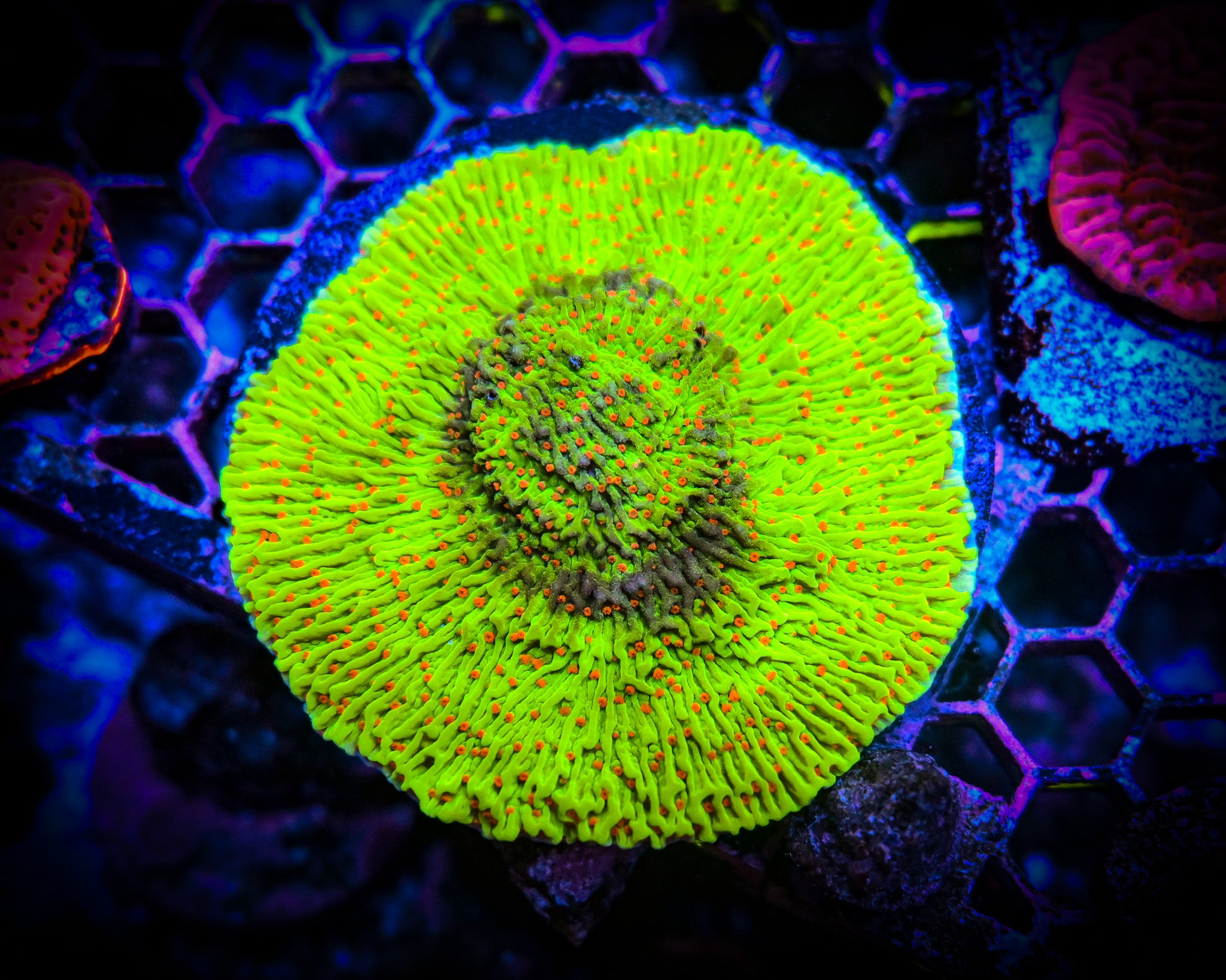 RC Cousin Eddies Toxic Montipora Cap