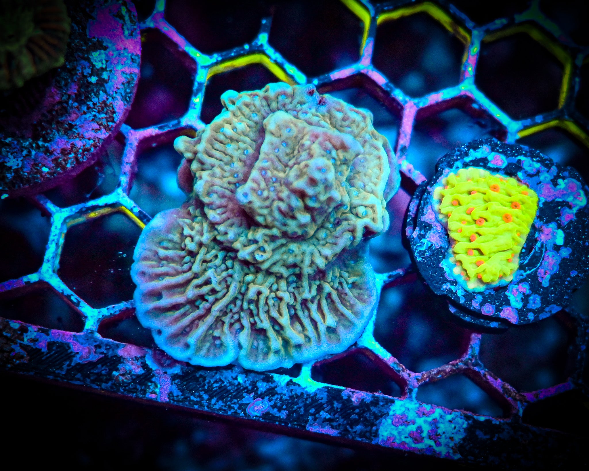 RC Blueberry Fields Montipora Cap