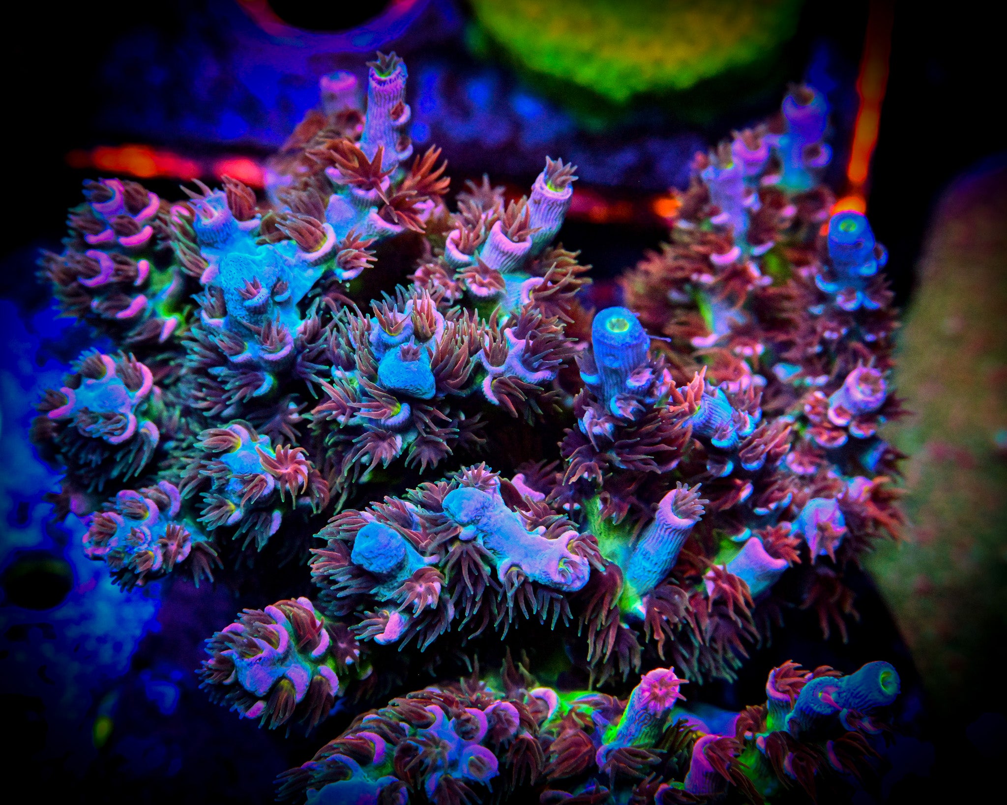 RC Fun House Acropora