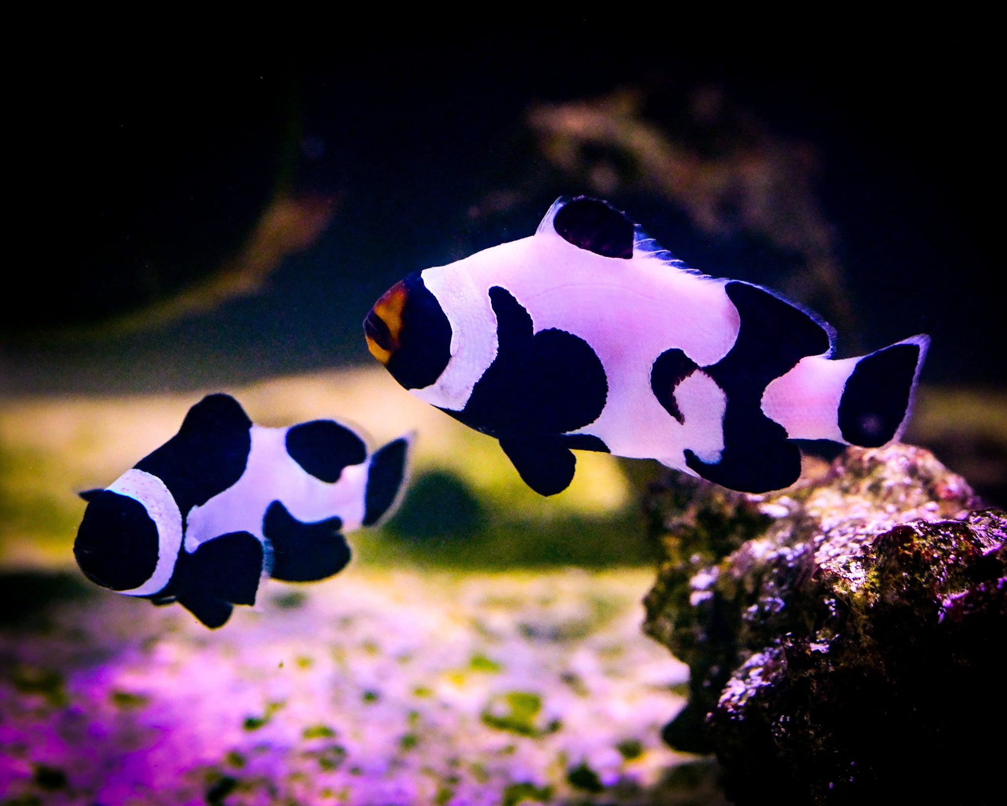 Best place to buy saltwater fish online hotsell