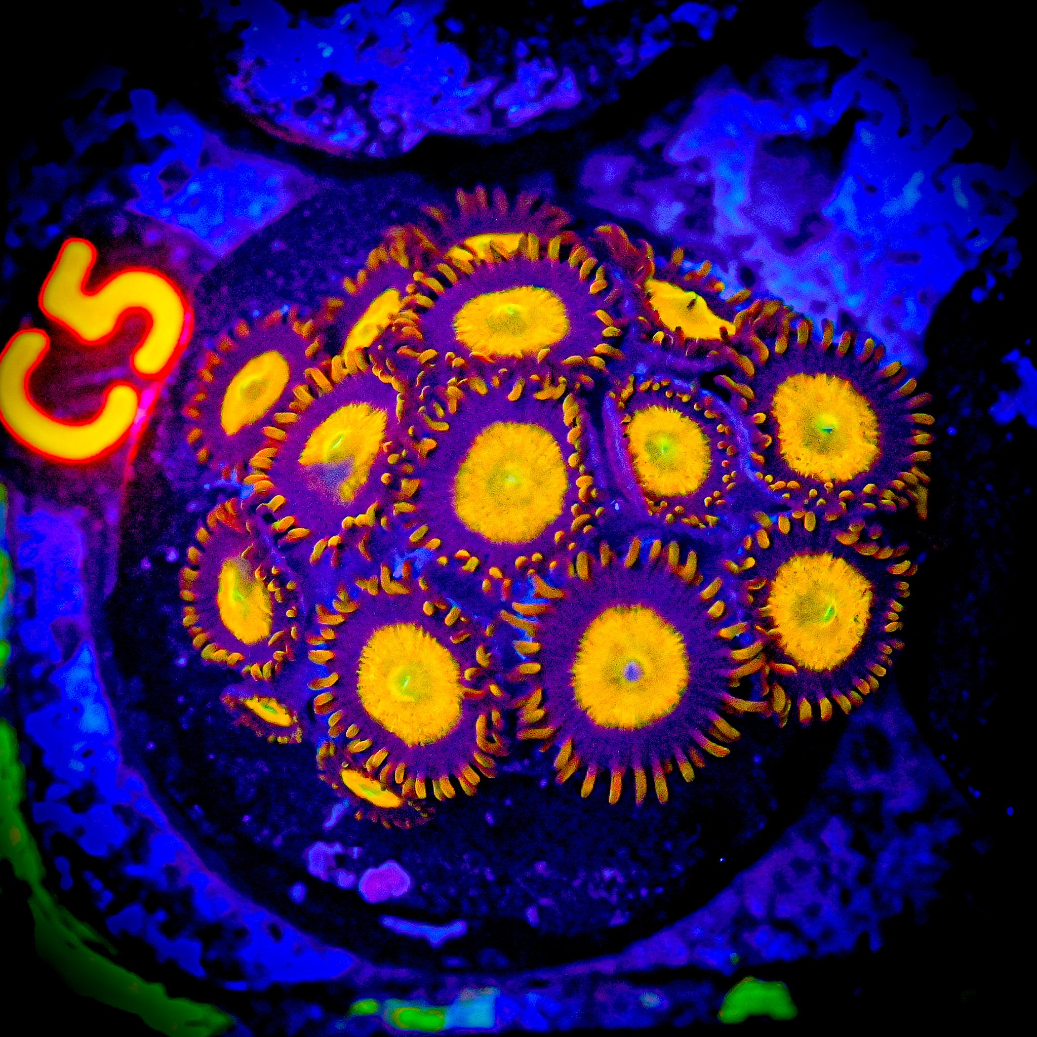 RC King Midas Zoa