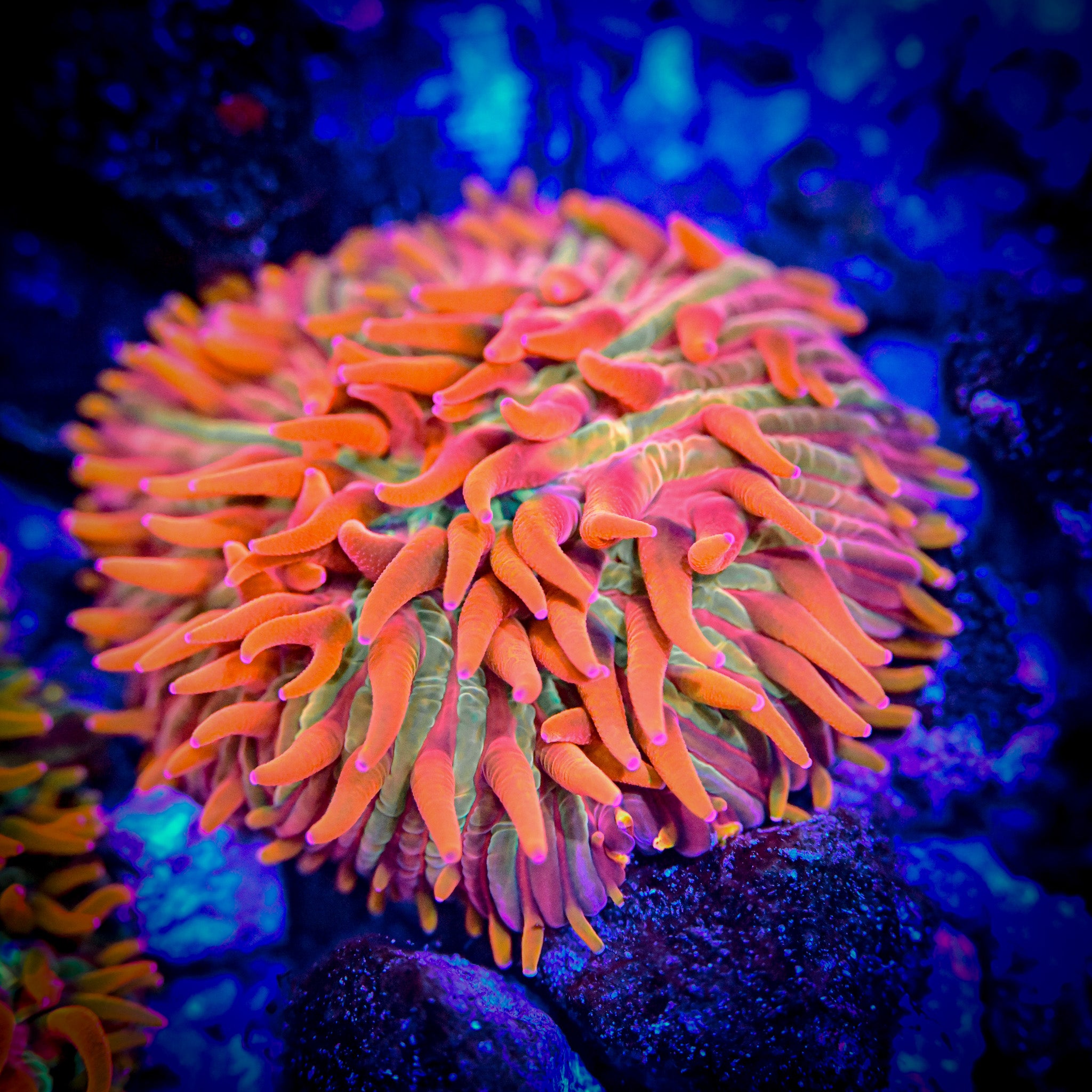 RC Burning Man Diaseris Plate Coral
