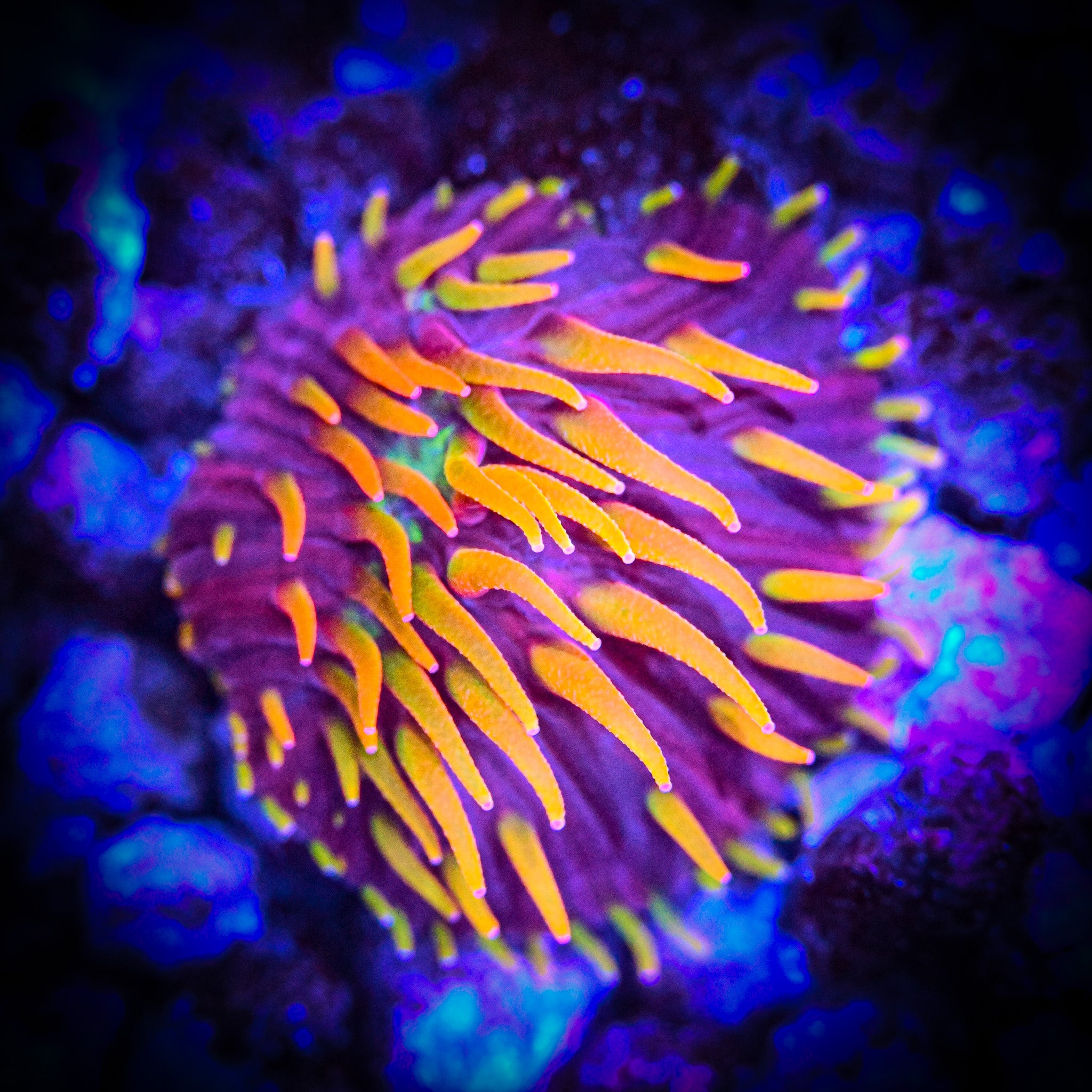 RC Insane Rainbow Diaseris Fragilis