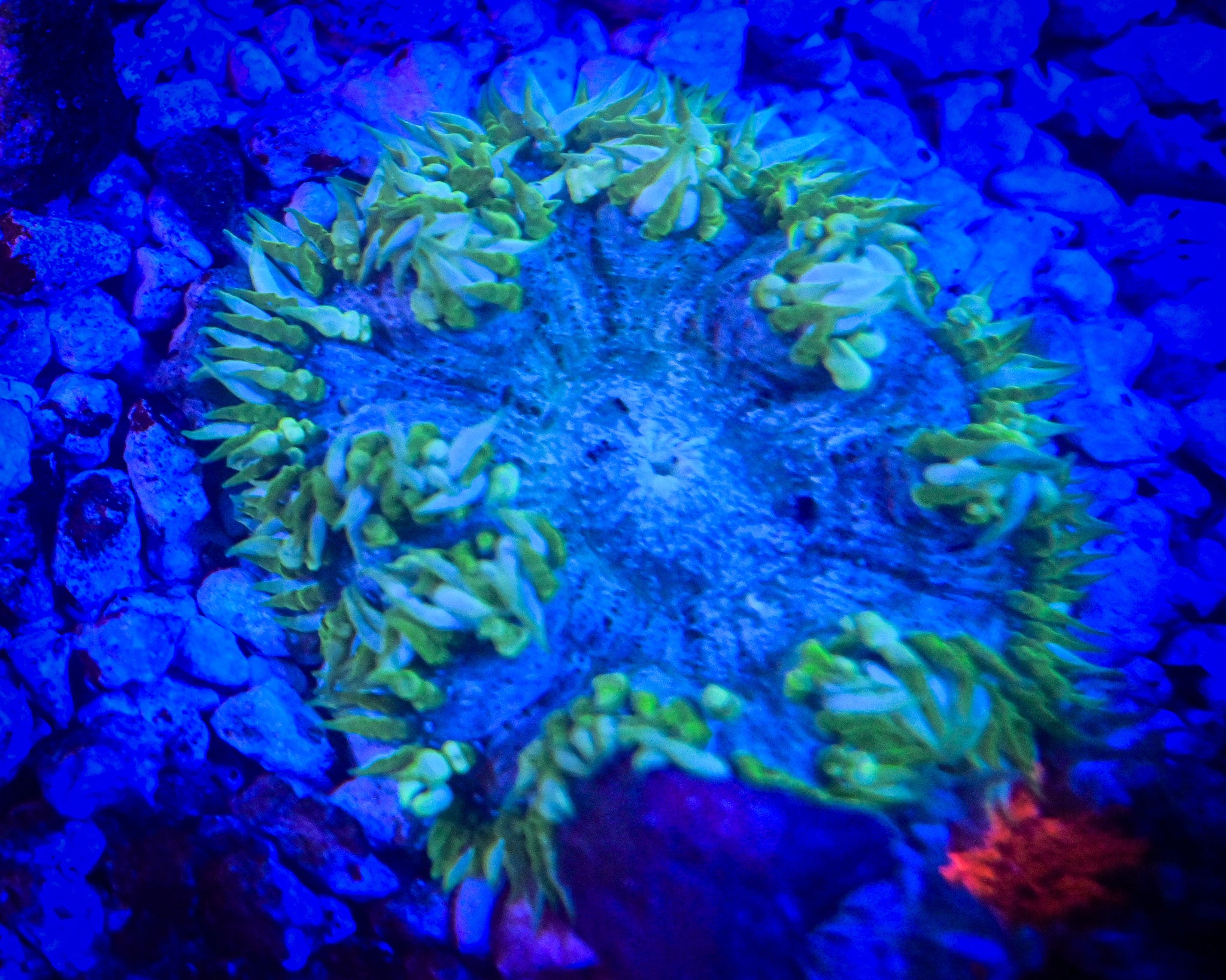 Rock Flower Anemone WYSIWYG